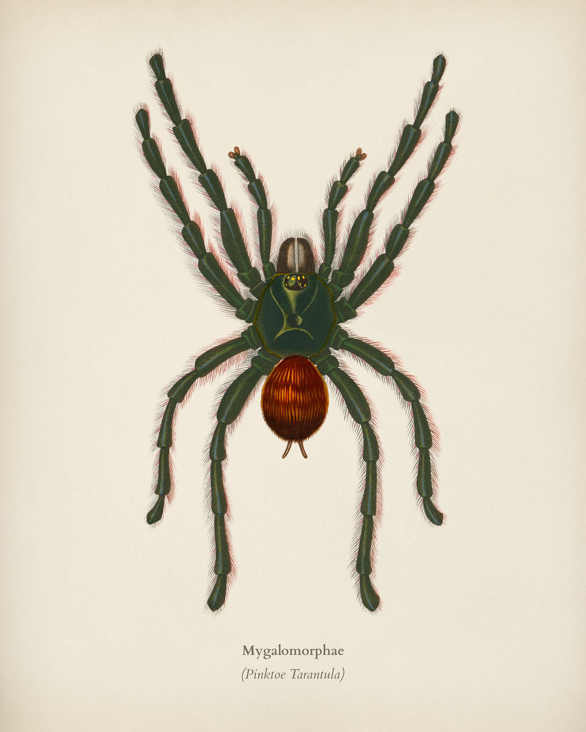 Pinktoe tarantula (Mygalomorphae) illustrated by Charles Dessalines D' Orbigny (1806-1876). Digitally enhanced from our... Pinktoe tarantula (Mygalomorphae) illustrated by Charles Dessalines D' Orbigny (1806-1876). Digitally enhanced from our...
