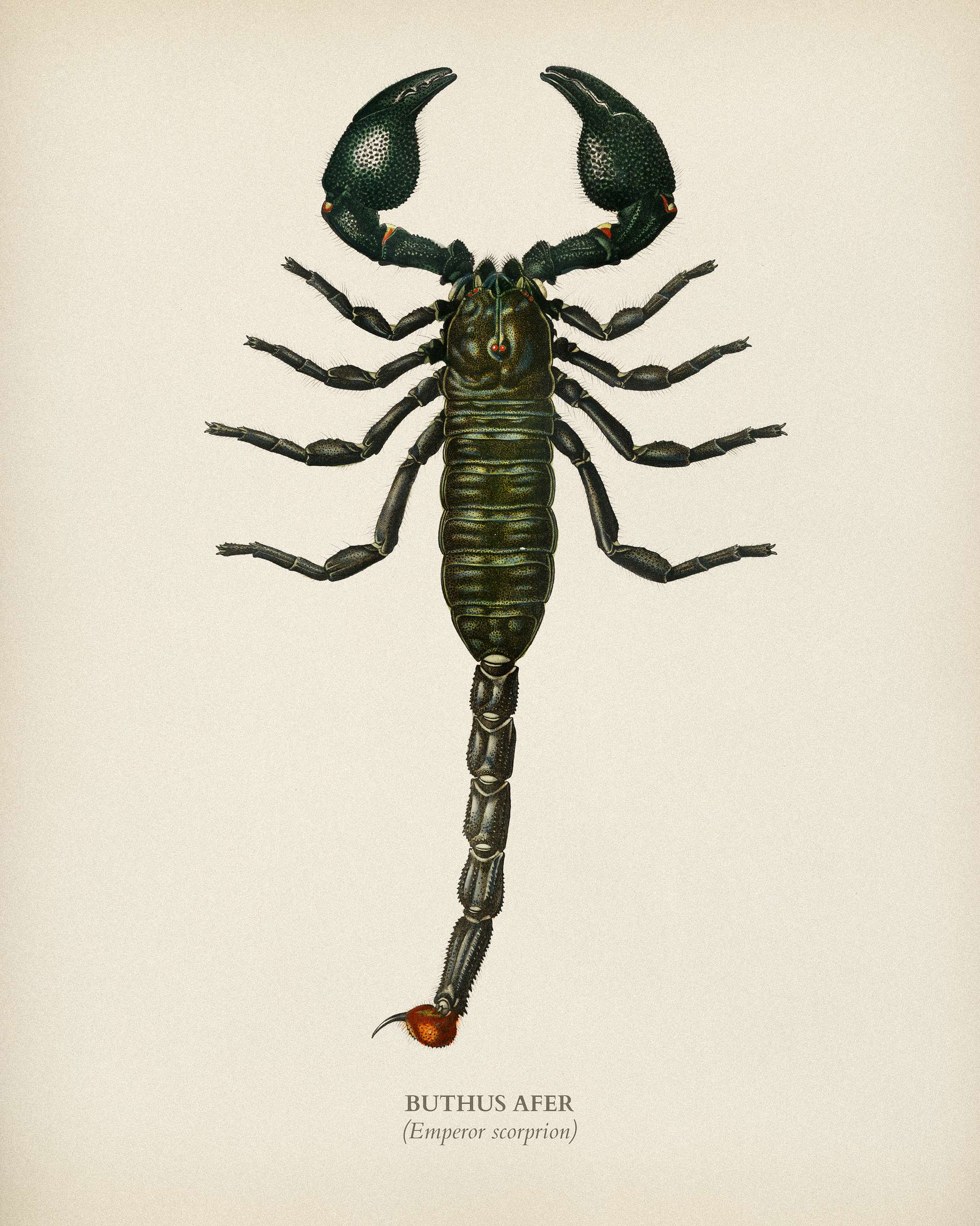 The Emperor Scorpion (Buthus Afer) illustrated by Charles Dessalines D' Orbigny (1806-1876). Digitally enhanced from our... The Emperor Scorpion (Buthus Afer) illustrated by Charles Dessalines D' Orbigny (1806-1876). Digitally enhanced from our...