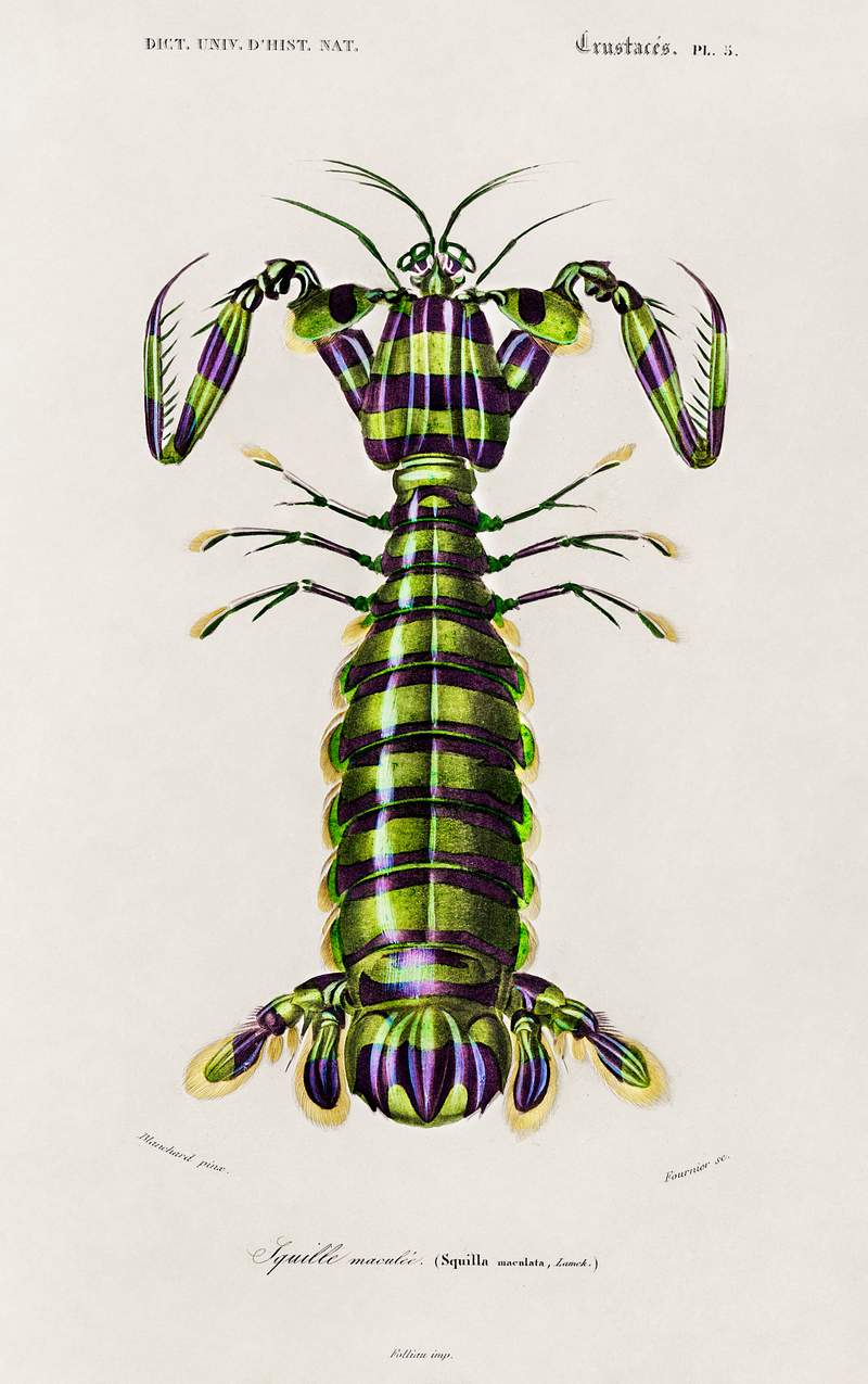 Giant mantis shrimp (Squilla Maculata) illustrated by Charles Dessalines D' Orbigny (1806-1876). Digitally enhanced from our own 1892 edition of Dictionnaire Universel D'histoire Naturelle. Giant mantis shrimp (Squilla Maculata) illustrated by Charles Dessalines D' Orbigny (1806-1876). Digitally enhanced from our…
