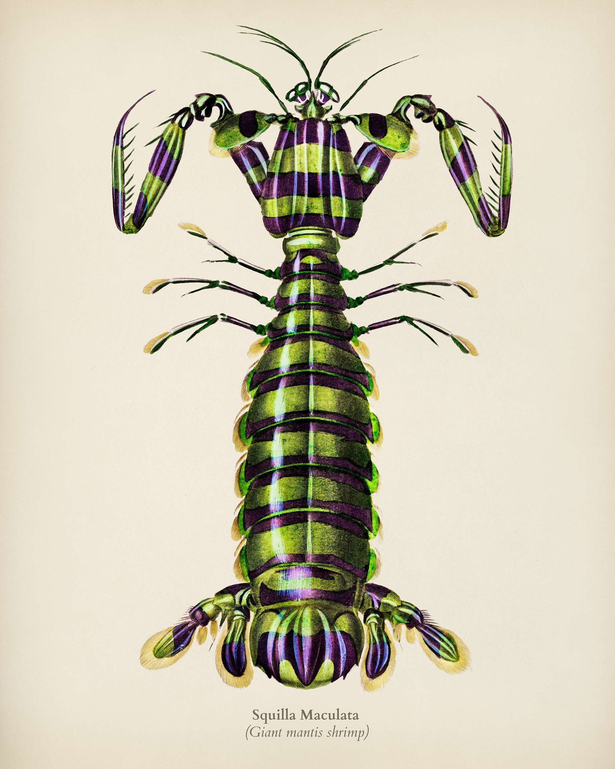 Giant mantis shrimp (Squilla Maculata) illustrated by Charles Dessalines D' Orbigny (1806-1876). Digitally enhanced from... Giant mantis shrimp (Squilla Maculata) illustrated by Charles Dessalines D' Orbigny (1806-1876). Digitally enhanced from...