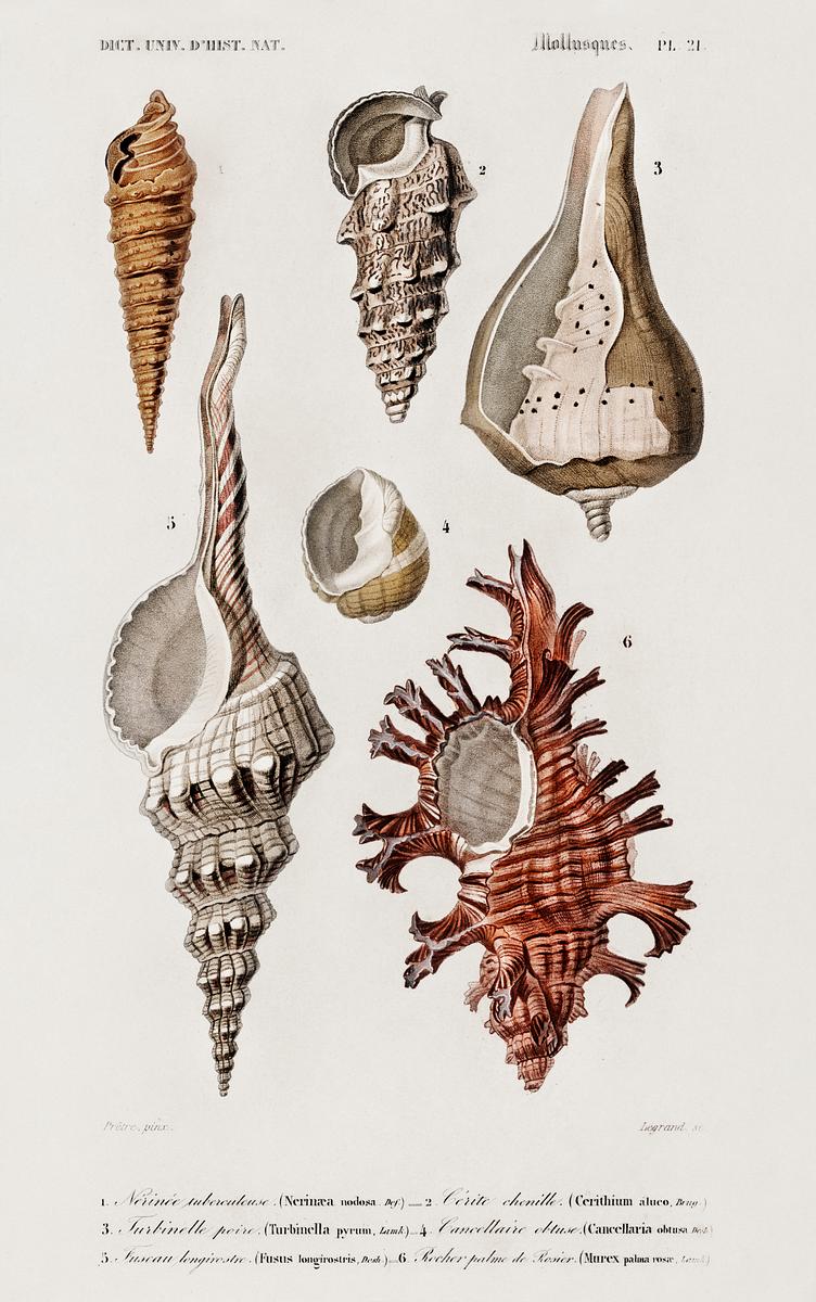 Different types of mollusks illustrated by… | Free public domain illustration Different types of mollusks illustrated by Charles Dessalines D' Orbigny (1806-1876). Digitally enhanced from our own 1892…