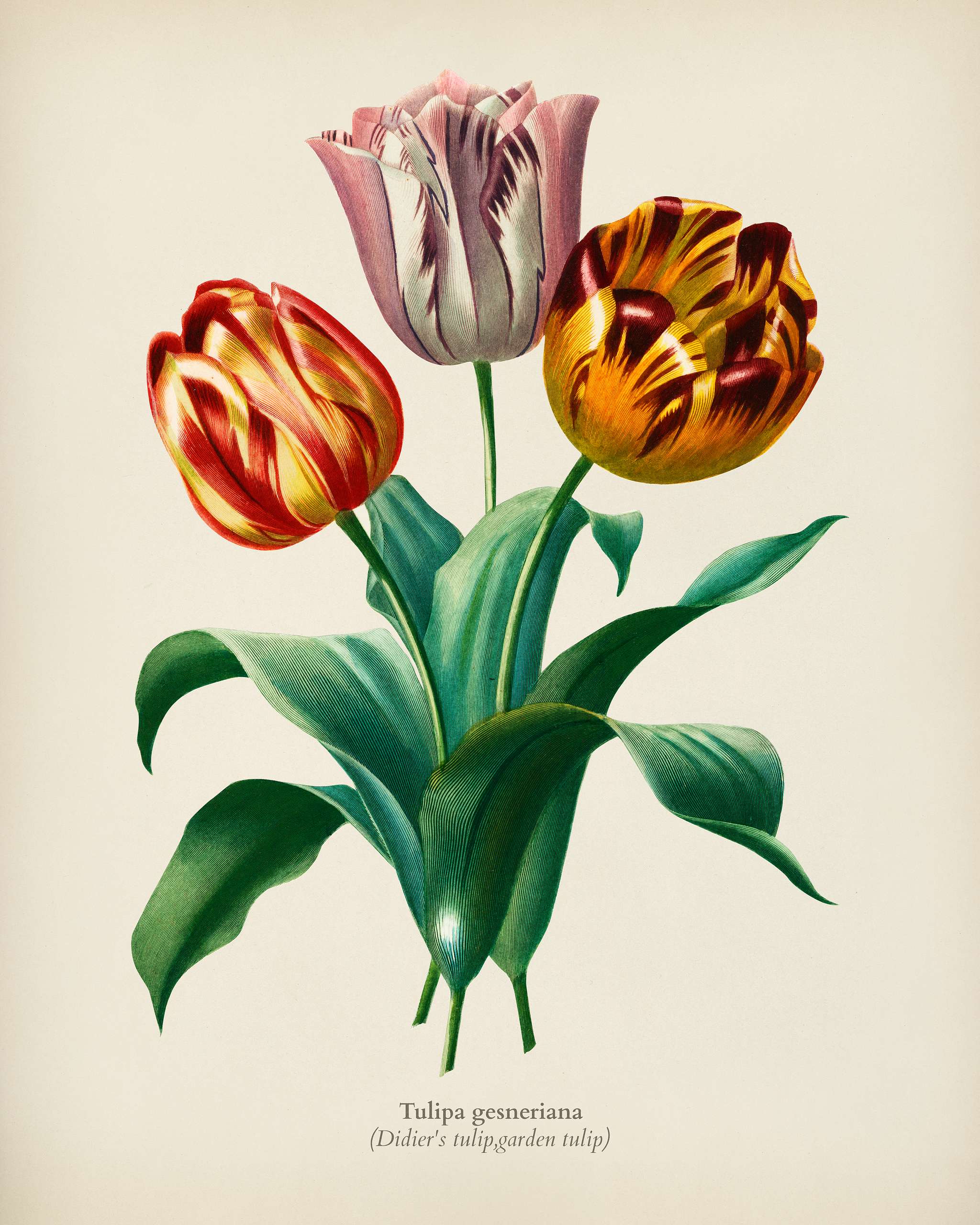 Didier's tulip (Tulipa gesneriana) illustrated by Charles Dessalines D' Orbigny (1806-1876). Digitally enhanced from... Didier's tulip (Tulipa gesneriana) illustrated by Charles Dessalines D' Orbigny (1806-1876). Digitally enhanced from...