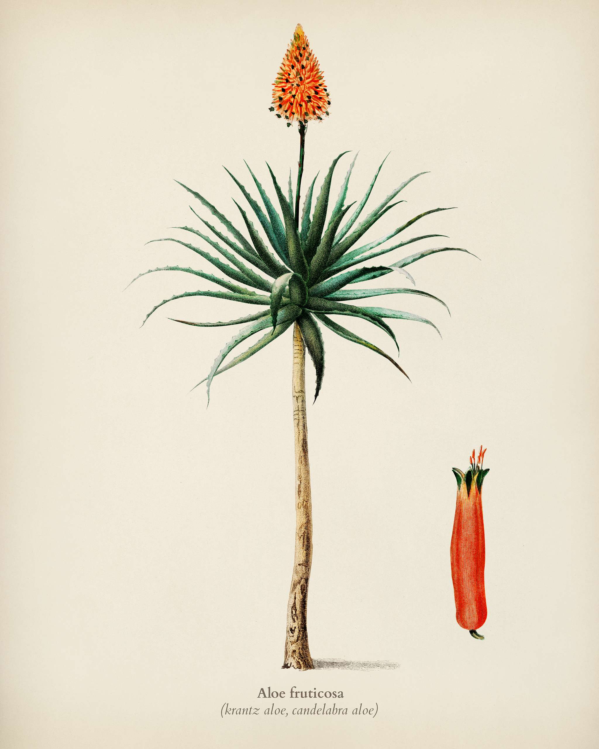 Candelabra aloe (aloe fruticosa) illustrated by Charles Dessalines D' Orbigny (1806-1876). Digitally enhanced from our... Candelabra aloe (aloe fruticosa) illustrated by Charles Dessalines D' Orbigny (1806-1876). Digitally enhanced from our...