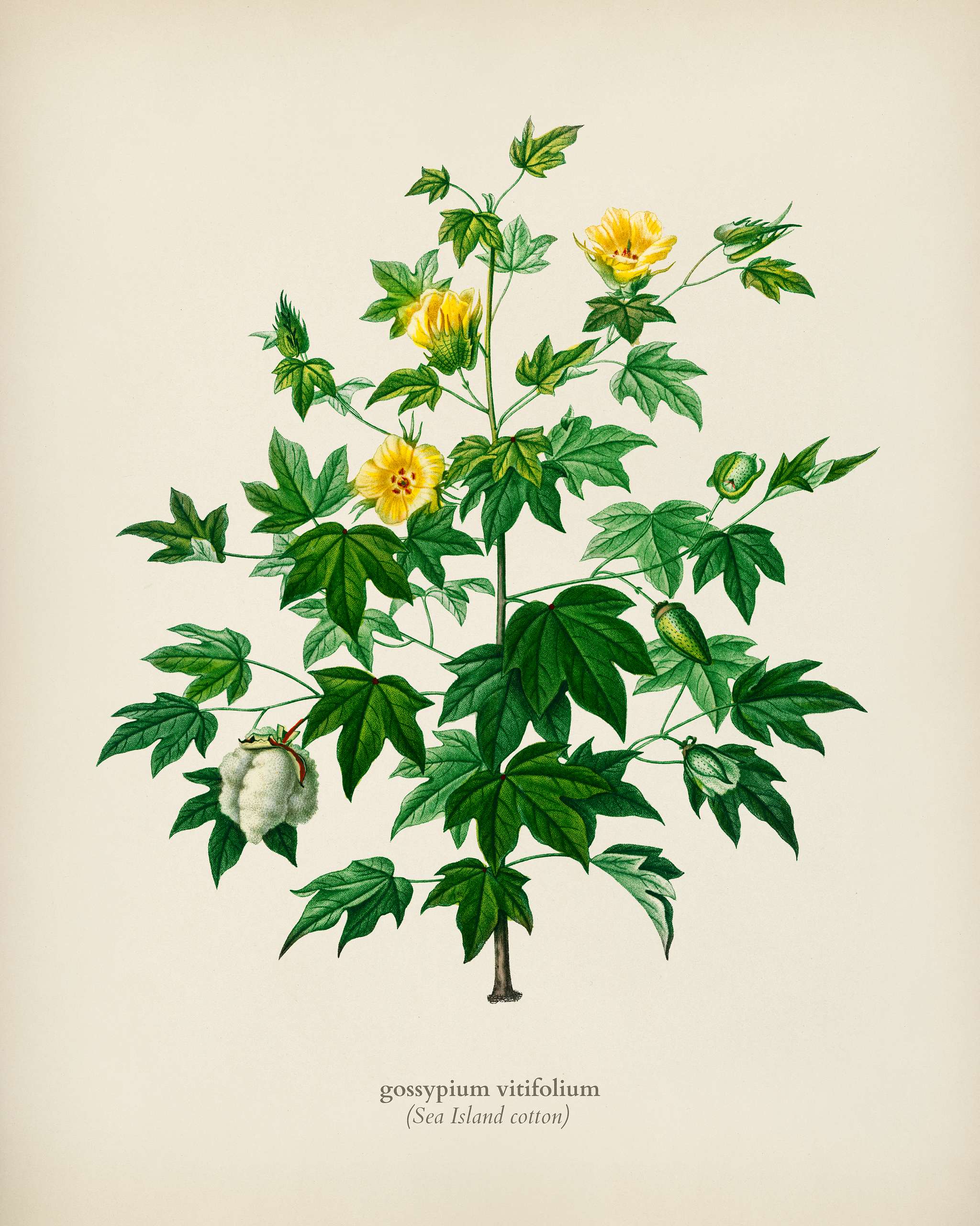 Sea Island cotton (gossypium vitifolium) illustrated by Charles Dessalines D' Orbigny (1806-1876). Digitally enhanced... Sea Island cotton (gossypium vitifolium) illustrated by Charles Dessalines D' Orbigny (1806-1876). Digitally enhanced...