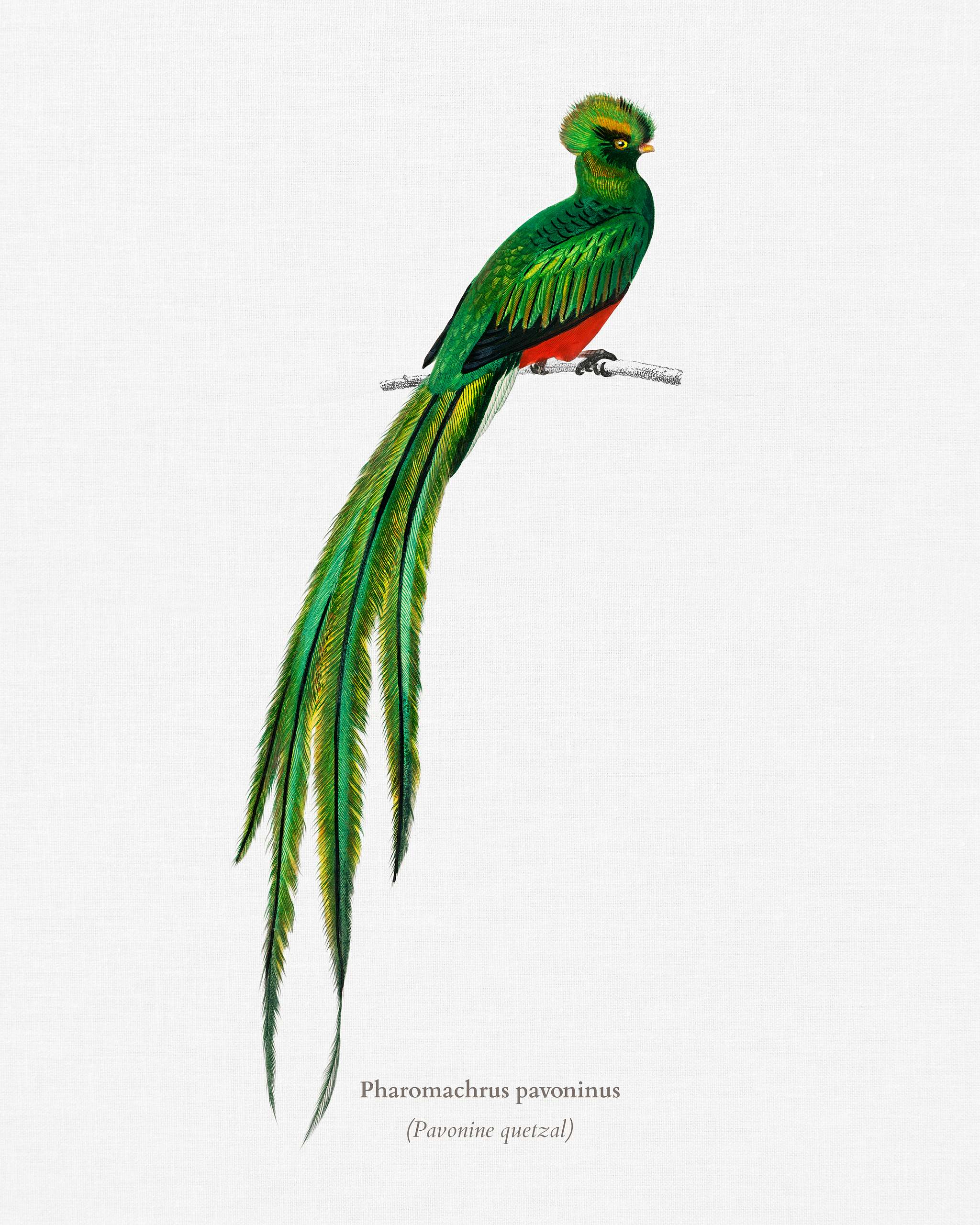 Pavonine quetzal (Pharomachrus pavoninus) illustrated by Charles Dessalines D' Orbigny (1806-1876). Digitally enhanced... Pavonine quetzal (Pharomachrus pavoninus) illustrated by Charles Dessalines D' Orbigny (1806-1876). Digitally enhanced...