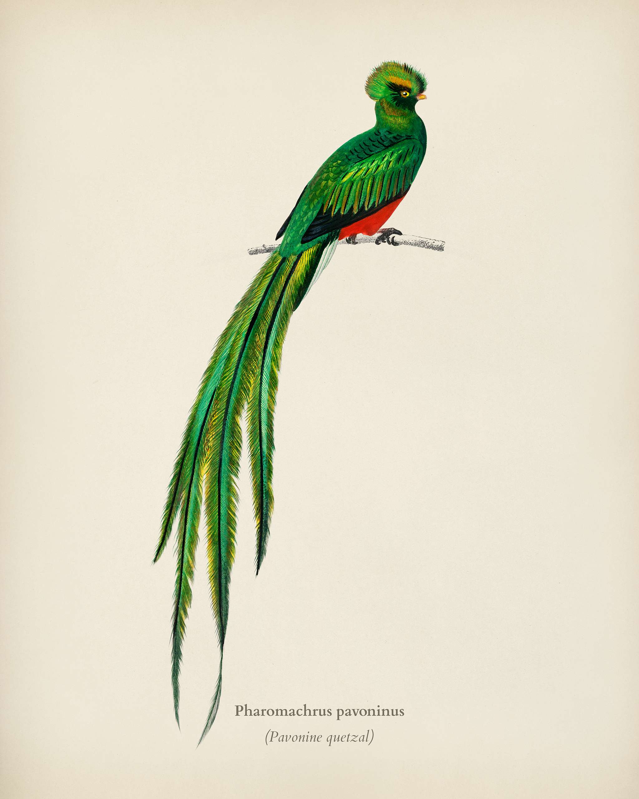 Pavonine quetzal (Pharomachrus pavoninus) illustrated by Charles Dessalines D' Orbigny (1806-1876). Digitally enhanced... Pavonine quetzal (Pharomachrus pavoninus) illustrated by Charles Dessalines D' Orbigny (1806-1876). Digitally enhanced...