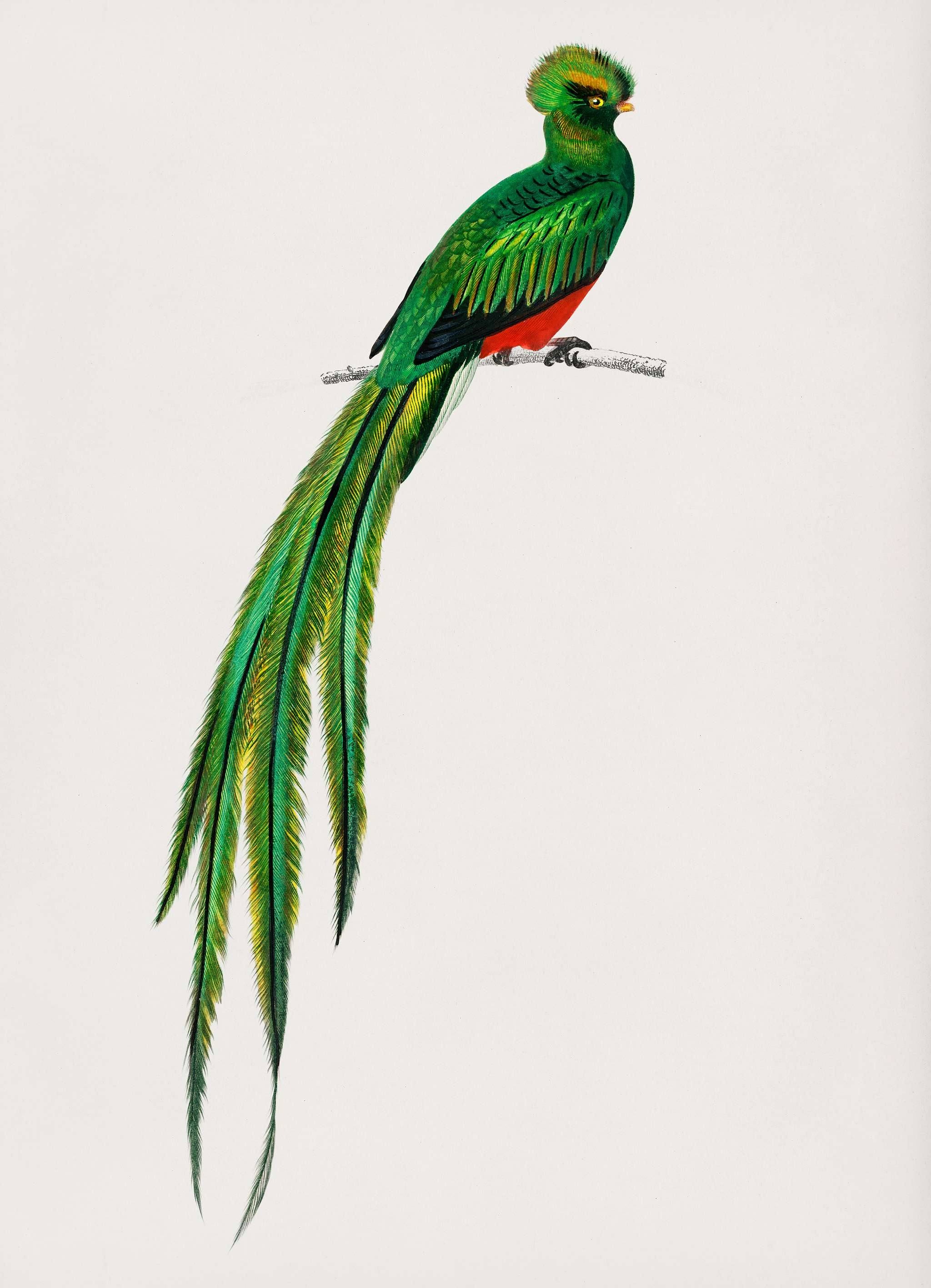 Pavonine quetzal (Pharomachrus pavoninus) illustrated by Charles Dessalines D' Orbigny (1806-1876). Digitally enhanced... Pavonine quetzal (Pharomachrus pavoninus) illustrated by Charles Dessalines D' Orbigny (1806-1876). Digitally enhanced...