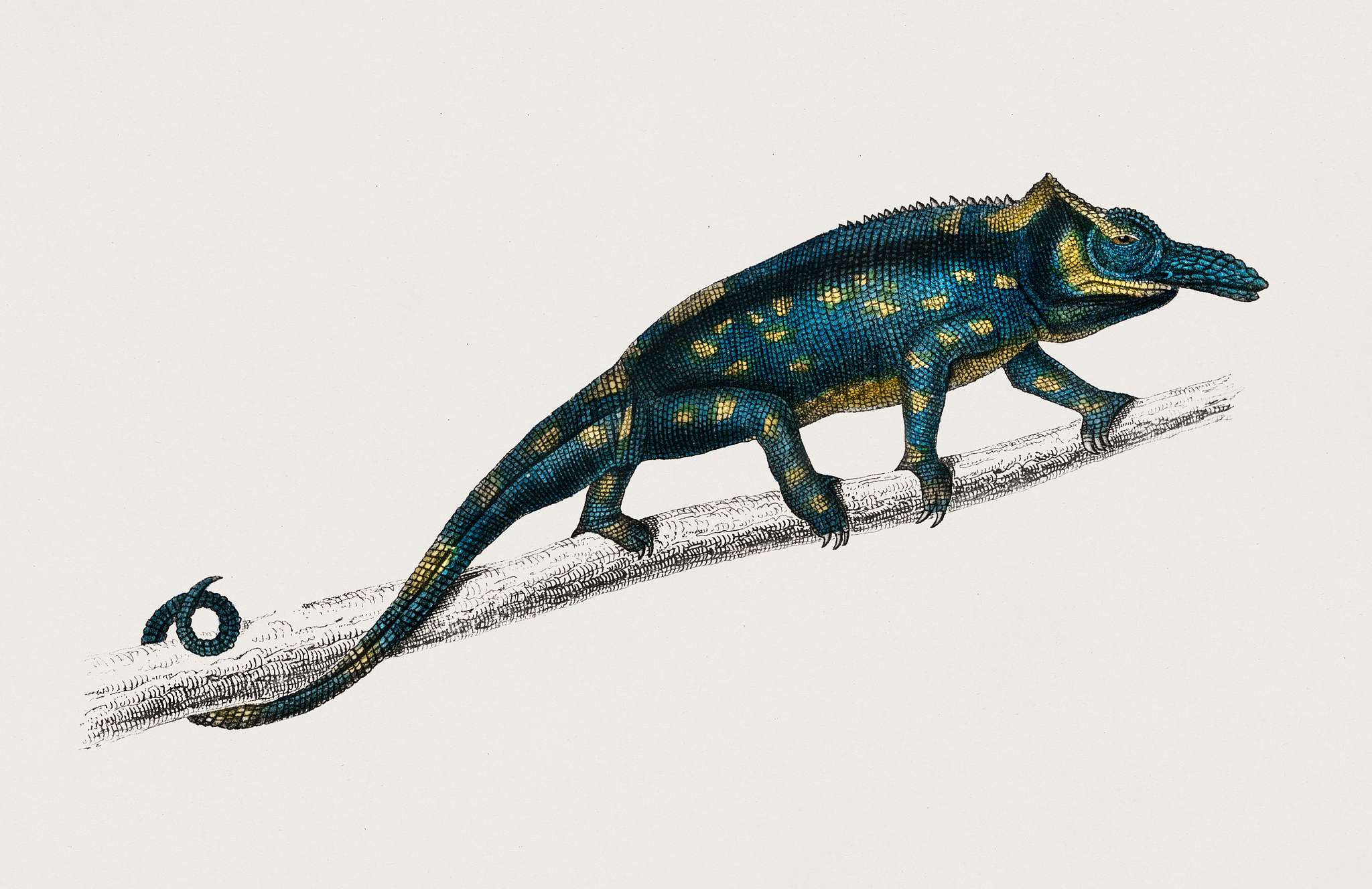 Two-horned chameleon (Furcifer bifidus) illustrated by Charles Dessalines D' Orbigny (1806-1876). Digitally enhanced... Two-horned chameleon (Furcifer bifidus) illustrated by Charles Dessalines D' Orbigny (1806-1876). Digitally enhanced...