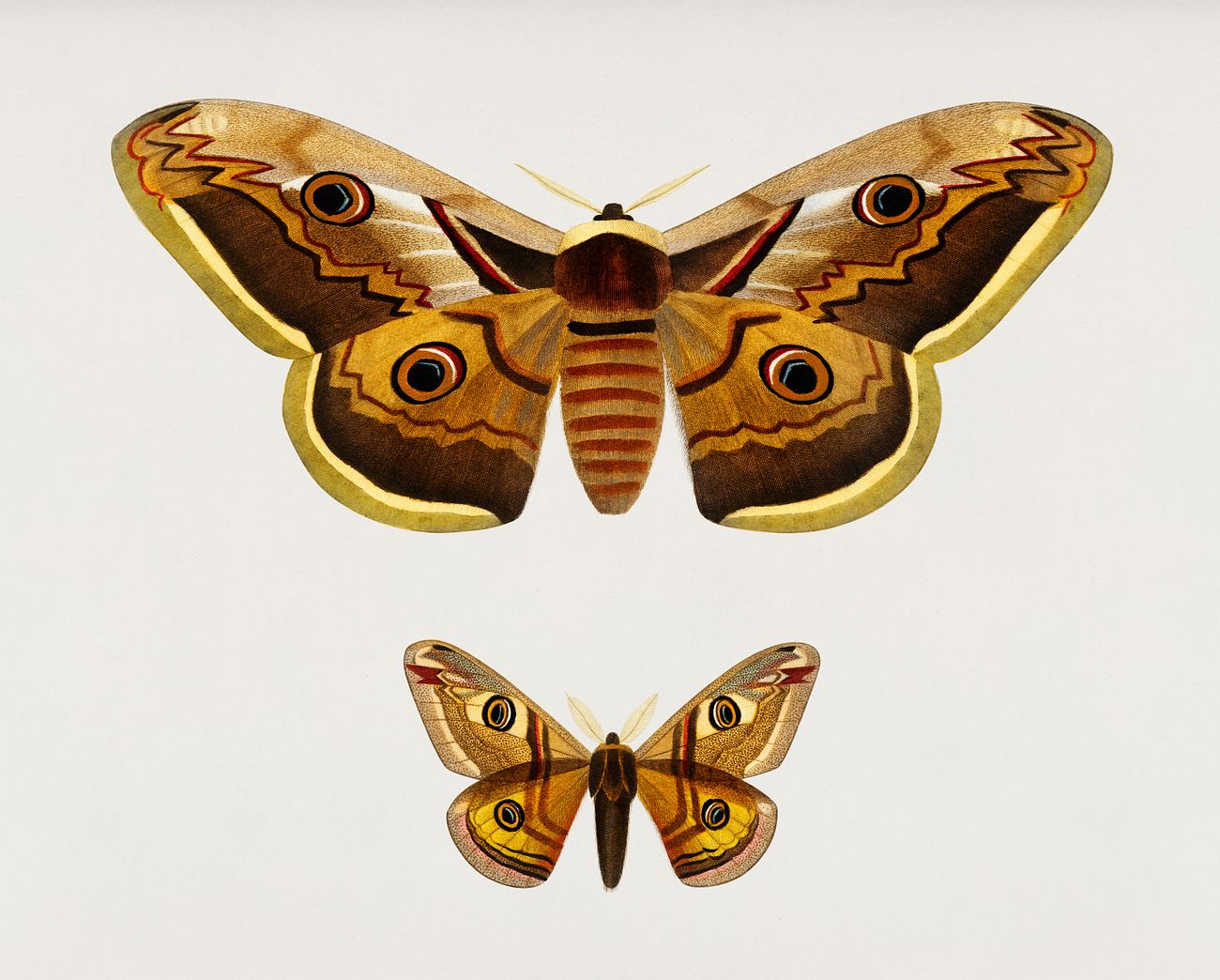 Emporor moths illustrated by Charles Dessalines D' Orbigny (1806-1876). Digitally enhanced from our own 1892 edition of... Emporor moths illustrated by Charles Dessalines D' Orbigny (1806-1876). Digitally enhanced from our own 1892 edition of...