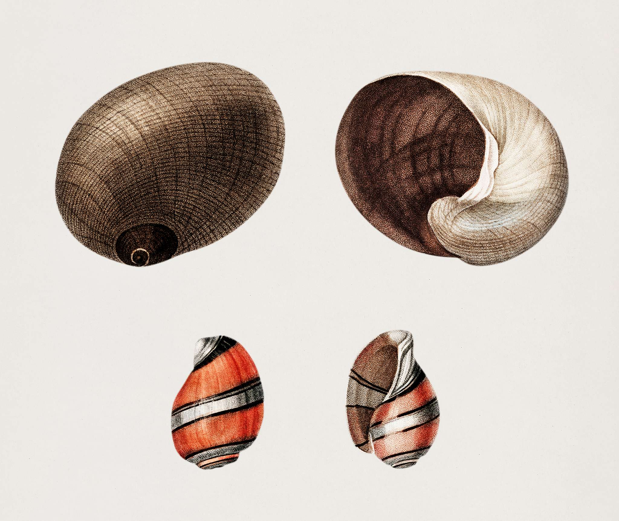 Shark eye (Sigaretus haliotoideus) and Pink bubble (Bulla aplustre) illustrated by Charles Dessalines D' Orbigny (1806-... Shark eye (Sigaretus haliotoideus) and Pink bubble (Bulla aplustre) illustrated by Charles Dessalines D' Orbigny (1806-...