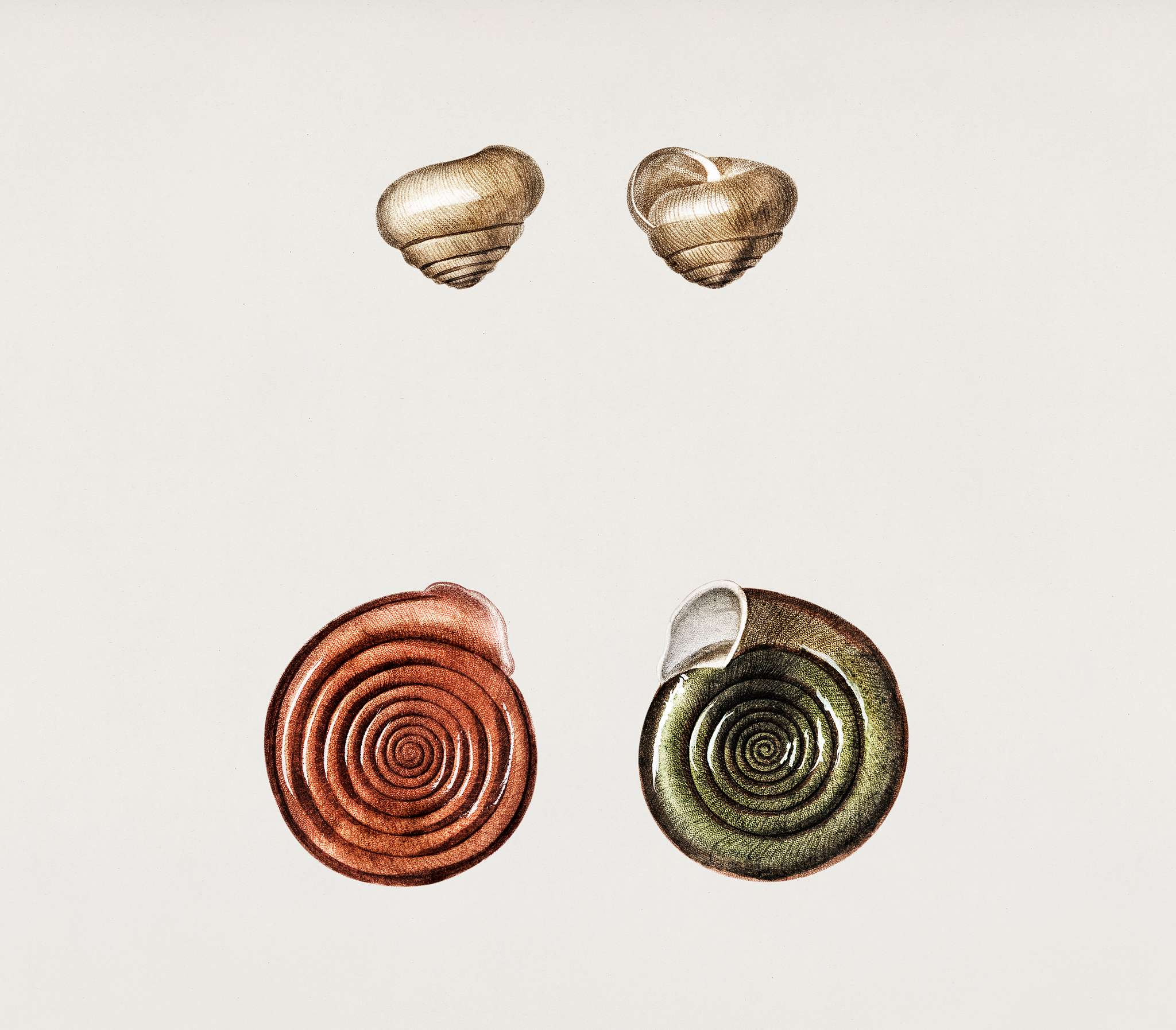 Helix epistylium and Helix polygirata illustrated by Charles Dessalines D' Orbigny (1806-1876). Digitally enhanced from... Helix epistylium and Helix polygirata illustrated by Charles Dessalines D' Orbigny (1806-1876). Digitally enhanced from...