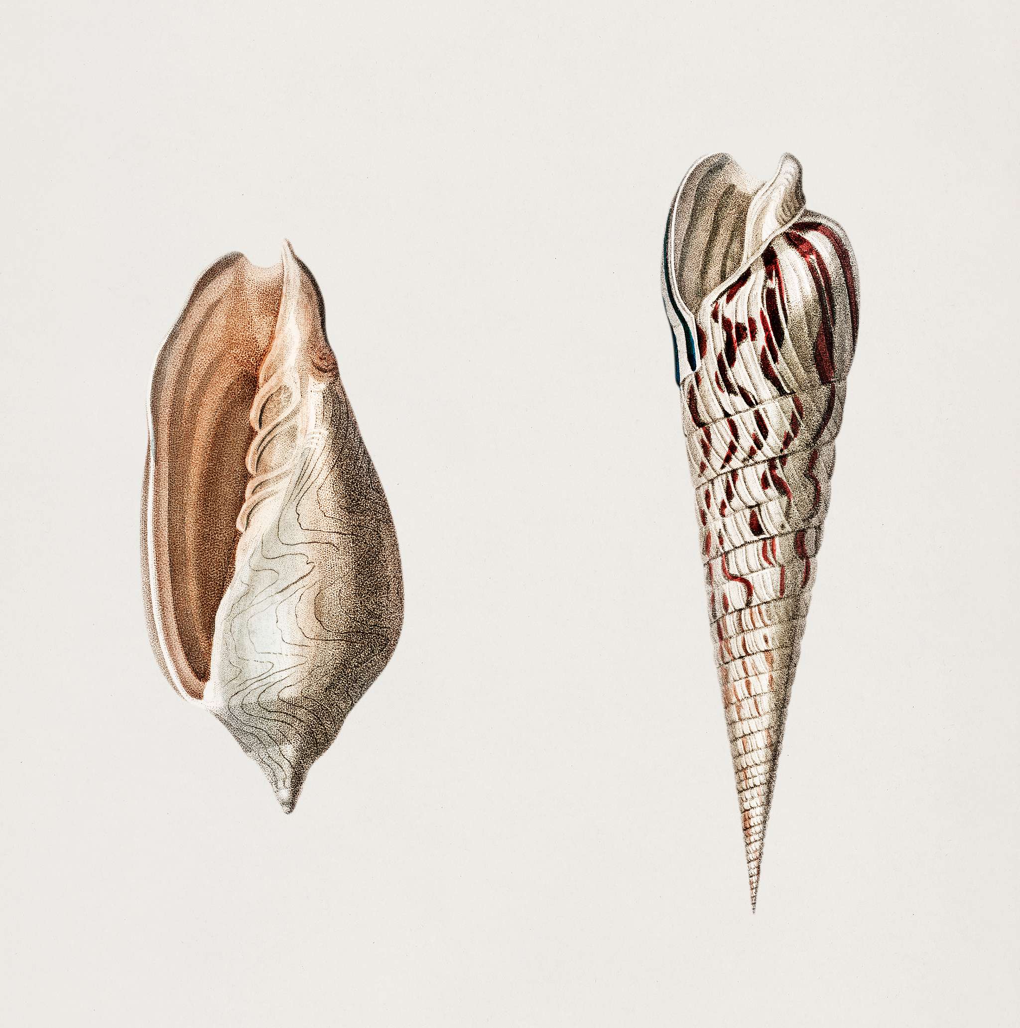 Wavy Volute (Voluta undulata) and Zebra Auger (Terebra strigata) illustrated by Charles Dessalines D' Orbigny (1806-1876... Wavy Volute (Voluta undulata) and Zebra Auger (Terebra strigata) illustrated by Charles Dessalines D' Orbigny (1806-1876...
