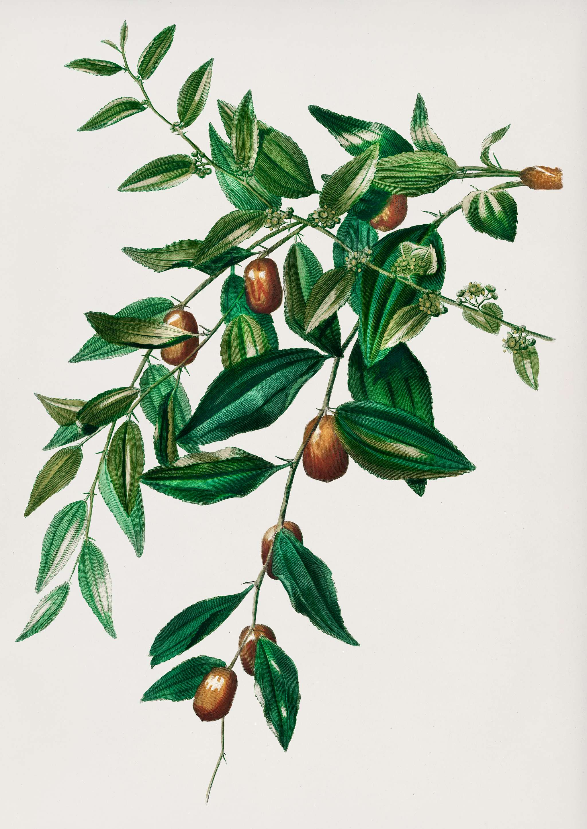 Jujube red date (Ziziphus vulgaris) illustrated by Charles Dessalines D' Orbigny (1806-1876). Digitally enhanced from... Jujube red date (Ziziphus vulgaris) illustrated by Charles Dessalines D' Orbigny (1806-1876). Digitally enhanced from...