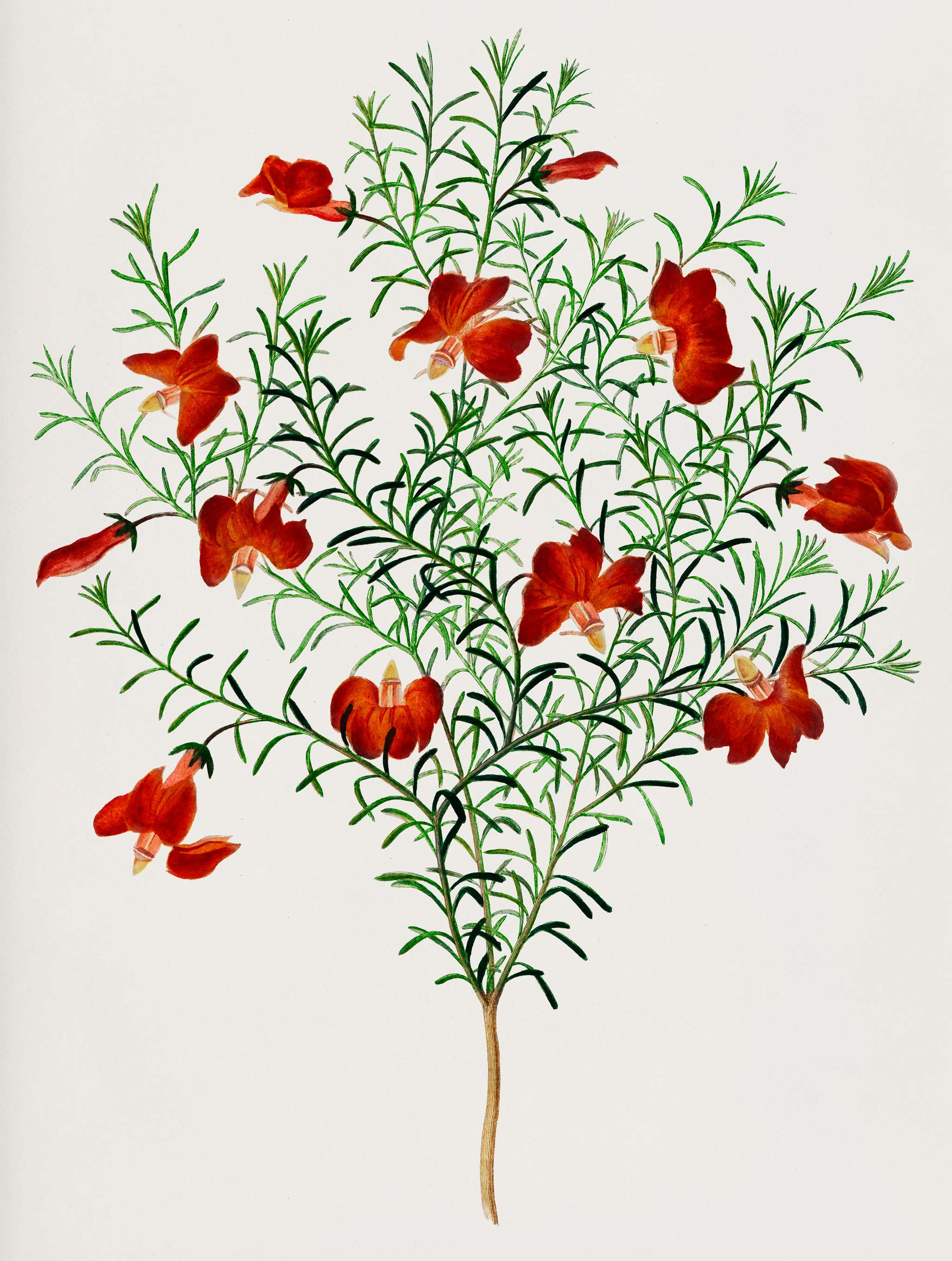 Red leschenaultia (Lechenaultia formosa) illustrated by Charles Dessalines D' Orbigny (1806-1876). Digitally enhanced... Red leschenaultia (Lechenaultia formosa) illustrated by Charles Dessalines D' Orbigny (1806-1876). Digitally enhanced...