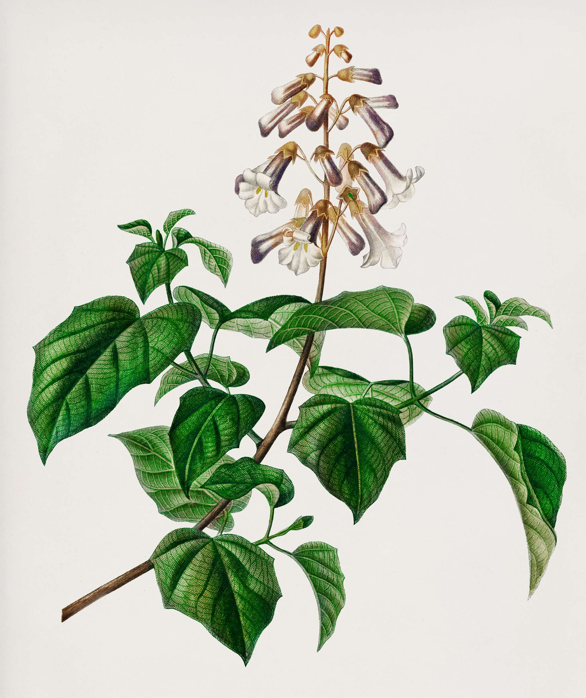 Empress tree (Paulownia imperialis) illustrated by Charles Dessalines D' Orbigny (1806-1876). Digitally enhanced from... Empress tree (Paulownia imperialis) illustrated by Charles Dessalines D' Orbigny (1806-1876). Digitally enhanced from...