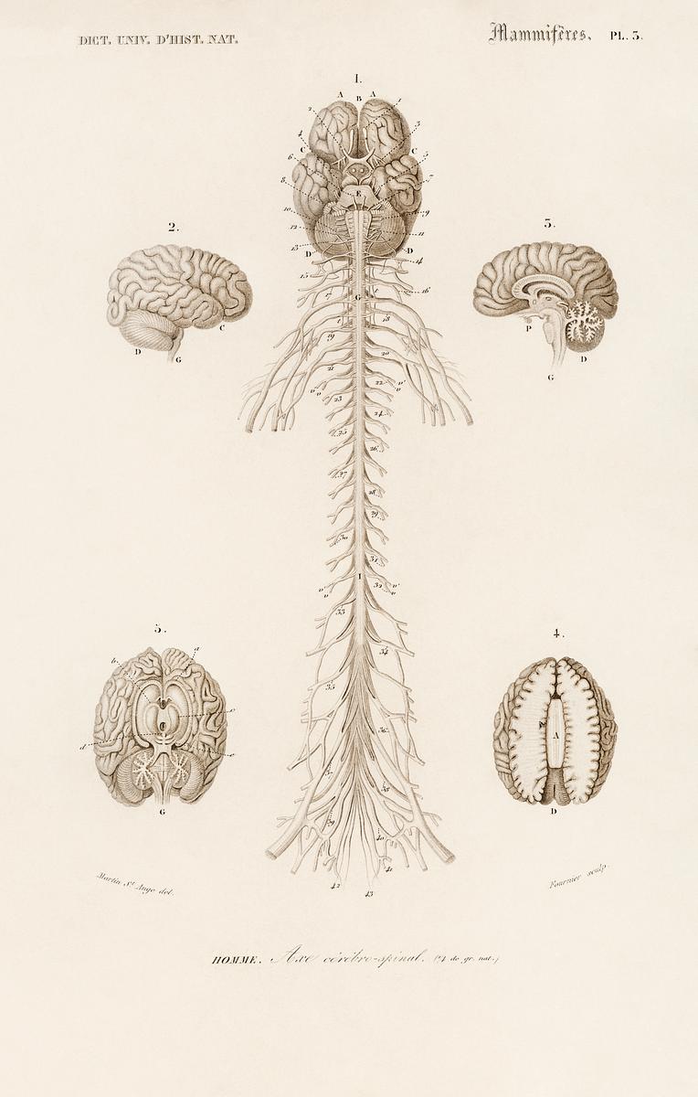 Human’s Brain illustrated by Charles… | Free public domain illustration Human’s Brain illustrated by Charles Dessalines D' Orbigny (1806-1876). Digitally enhanced from our own 1892 edition of…
