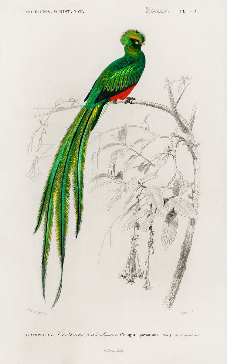 Pavonine quetzal (Pharomachrus pavoninus)… | Free public domain illustration Pavonine quetzal (Pharomachrus pavoninus) illustrated by Charles Dessalines D' Orbigny (1806-1876). Digitally enhanced from…