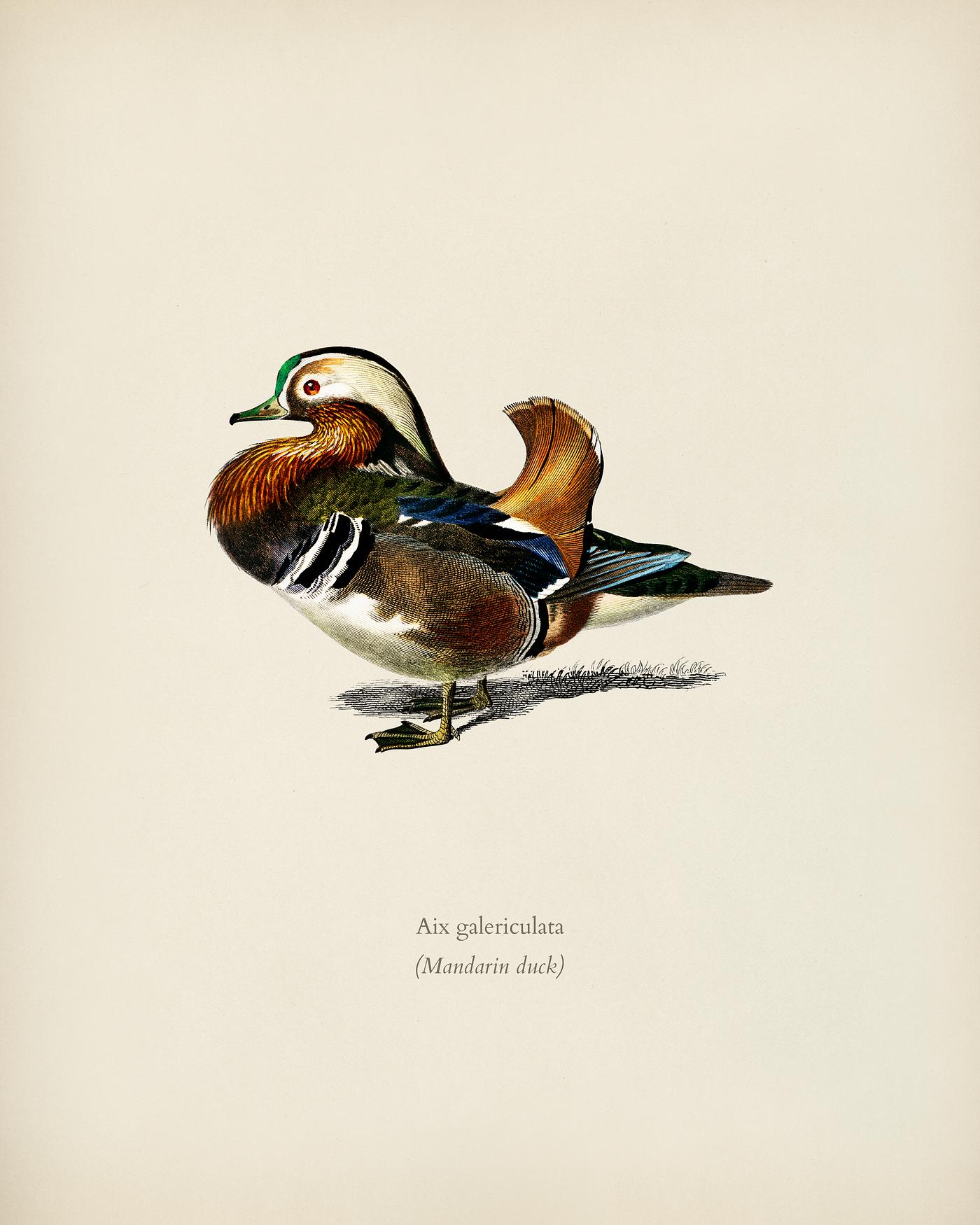 Mandarin duck (Aix galericulata) illustrated by Charles Dessalines D' Orbigny (1806-1876). Digitally enhanced from our... Mandarin duck (Aix galericulata) illustrated by Charles Dessalines D' Orbigny (1806-1876). Digitally enhanced from our...