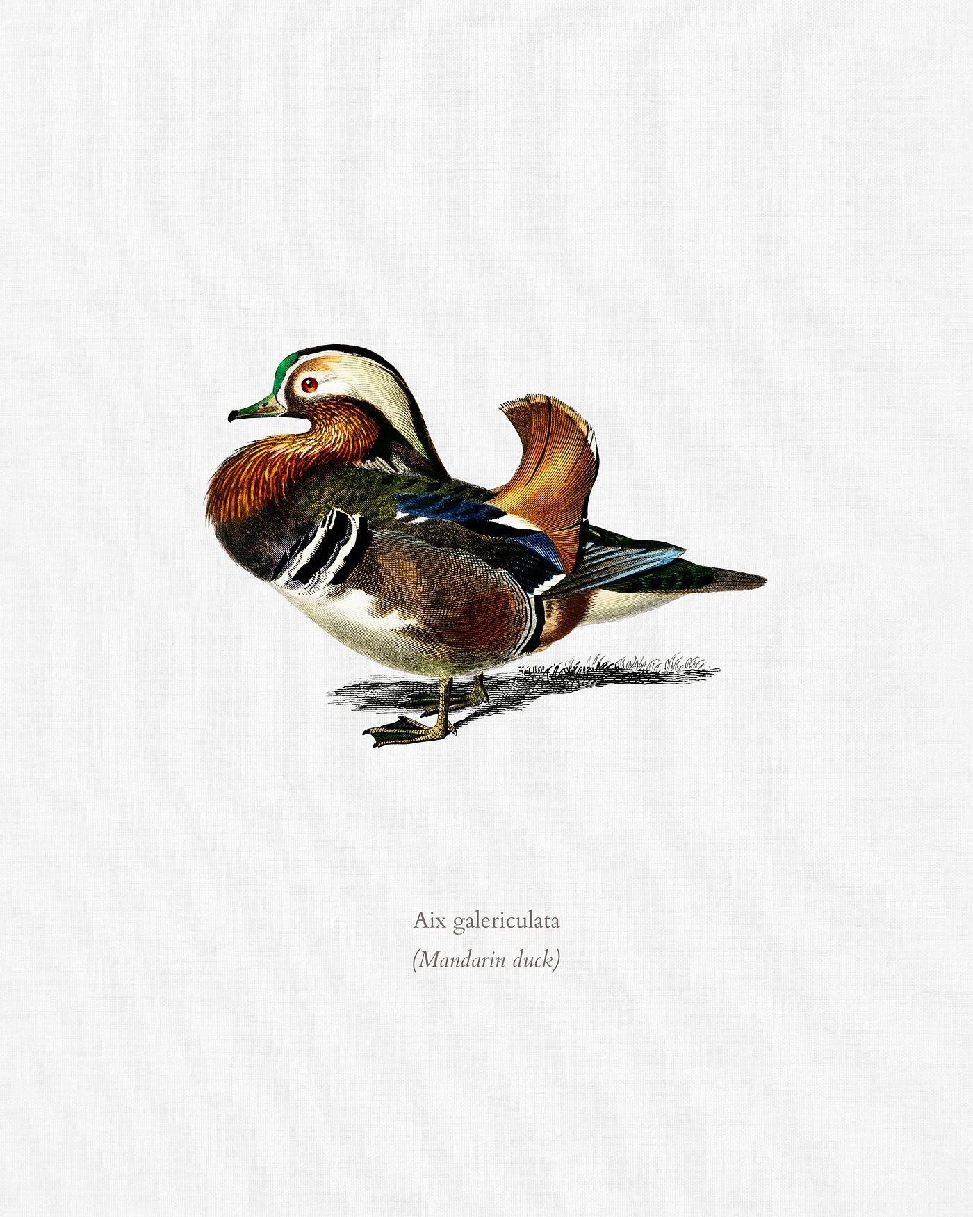 Mandarin duck (Aix galericulata) illustrated by Charles Dessalines D' Orbigny (1806-1876). Digitally enhanced from our... Mandarin duck (Aix galericulata) illustrated by Charles Dessalines D' Orbigny (1806-1876). Digitally enhanced from our...