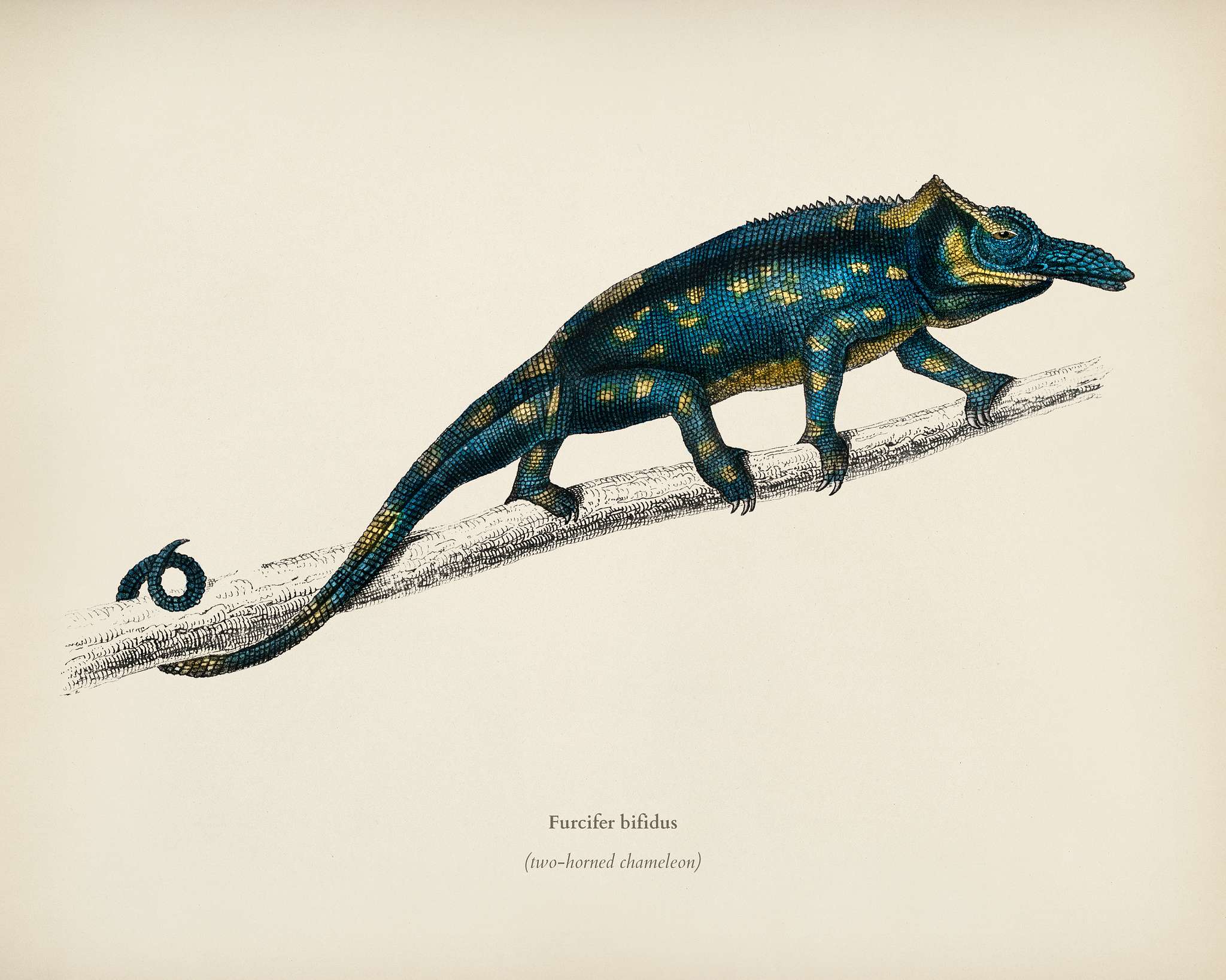 Two-horned chameleon (Furcifer bifidus) illustrated by Charles Dessalines D' Orbigny (1806-1876). Digitally enhanced... Two-horned chameleon (Furcifer bifidus) illustrated by Charles Dessalines D' Orbigny (1806-1876). Digitally enhanced...