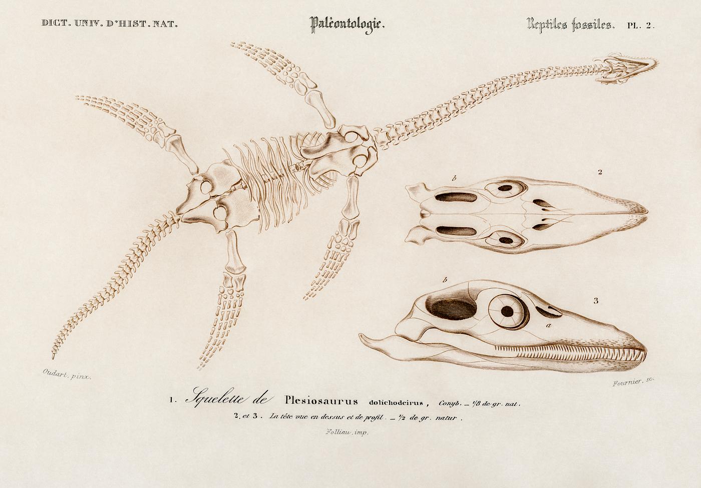 Plesiosaurus illustrated by Charles Dessalines D' Orbigny (1806-1876). Digitally enhanced from our own 1892 edition of... Plesiosaurus illustrated by Charles Dessalines D' Orbigny (1806-1876). Digitally enhanced from our own 1892 edition of...