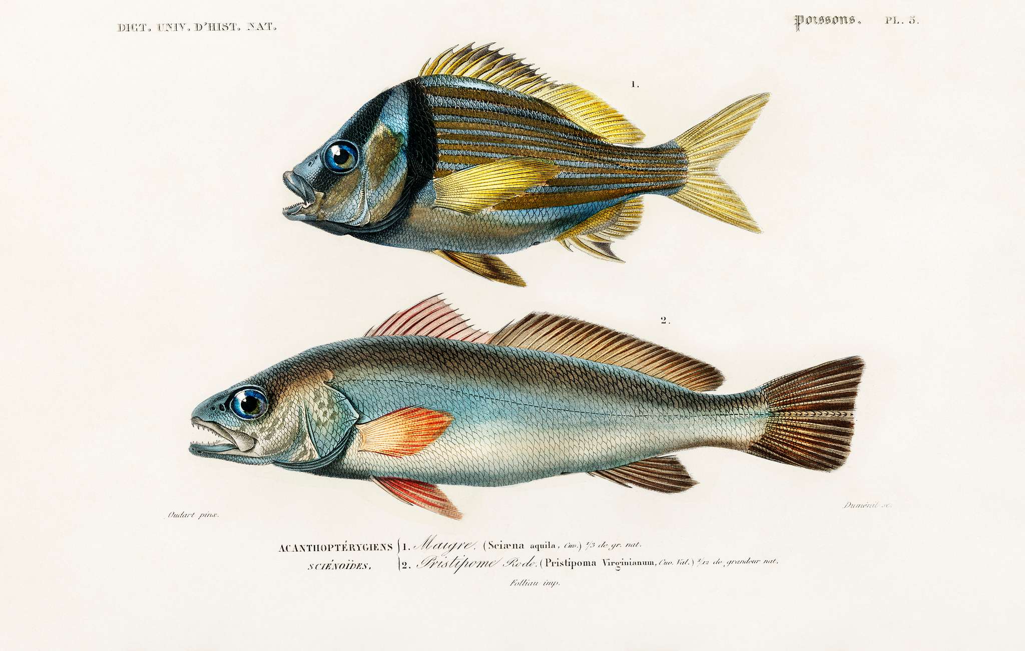 Porkfish (Pristipoma virginianum) and Shade-fish (Sciaena aquila) illustrated by Charles Dessalines D' Orbigny (1806-... Porkfish (Pristipoma virginianum) and Shade-fish (Sciaena aquila) illustrated by Charles Dessalines D' Orbigny (1806-...