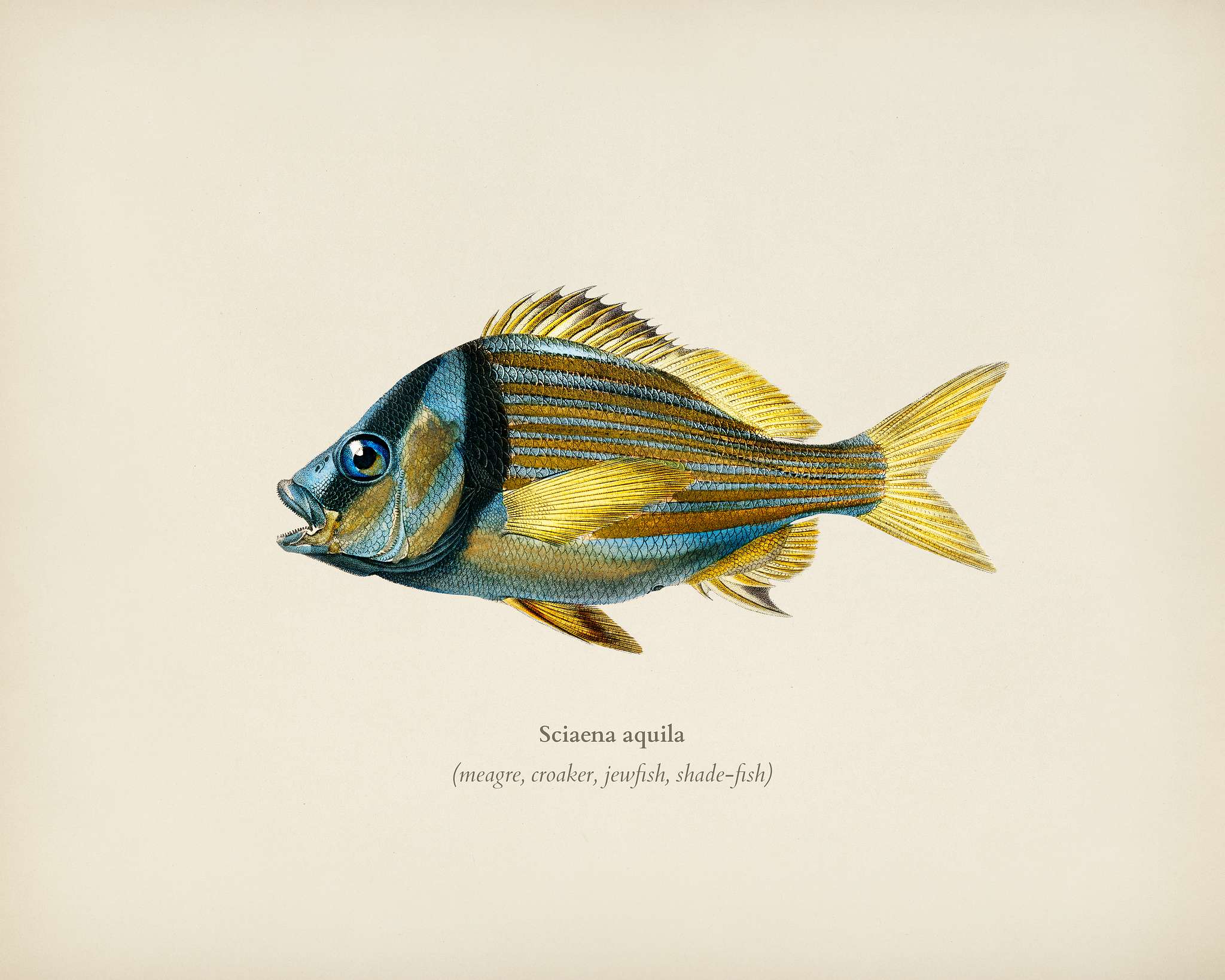 Porkfish (Pristipoma virginianum) illustrated by Charles Dessalines D' Orbigny (1806-1876). Digitally enhanced from our... Porkfish (Pristipoma virginianum) illustrated by Charles Dessalines D' Orbigny (1806-1876). Digitally enhanced from our...