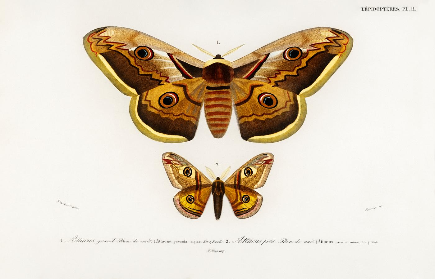 Emporor moths illustrated by Charles Dessalines D' Orbigny (1806-1876). Digitally enhanced from our own 1892 edition of... Emporor moths illustrated by Charles Dessalines D' Orbigny (1806-1876). Digitally enhanced from our own 1892 edition of...