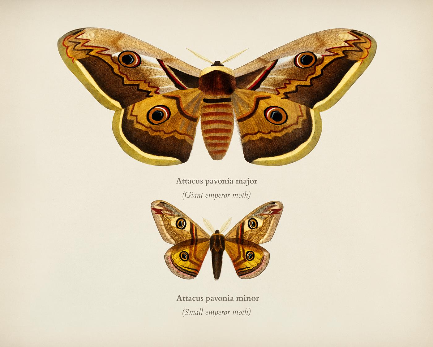 Emporor moths illustrated by Charles Dessalines D' Orbigny (1806-1876). Digitally enhanced from our own 1892 edition of... Emporor moths illustrated by Charles Dessalines D' Orbigny (1806-1876). Digitally enhanced from our own 1892 edition of...