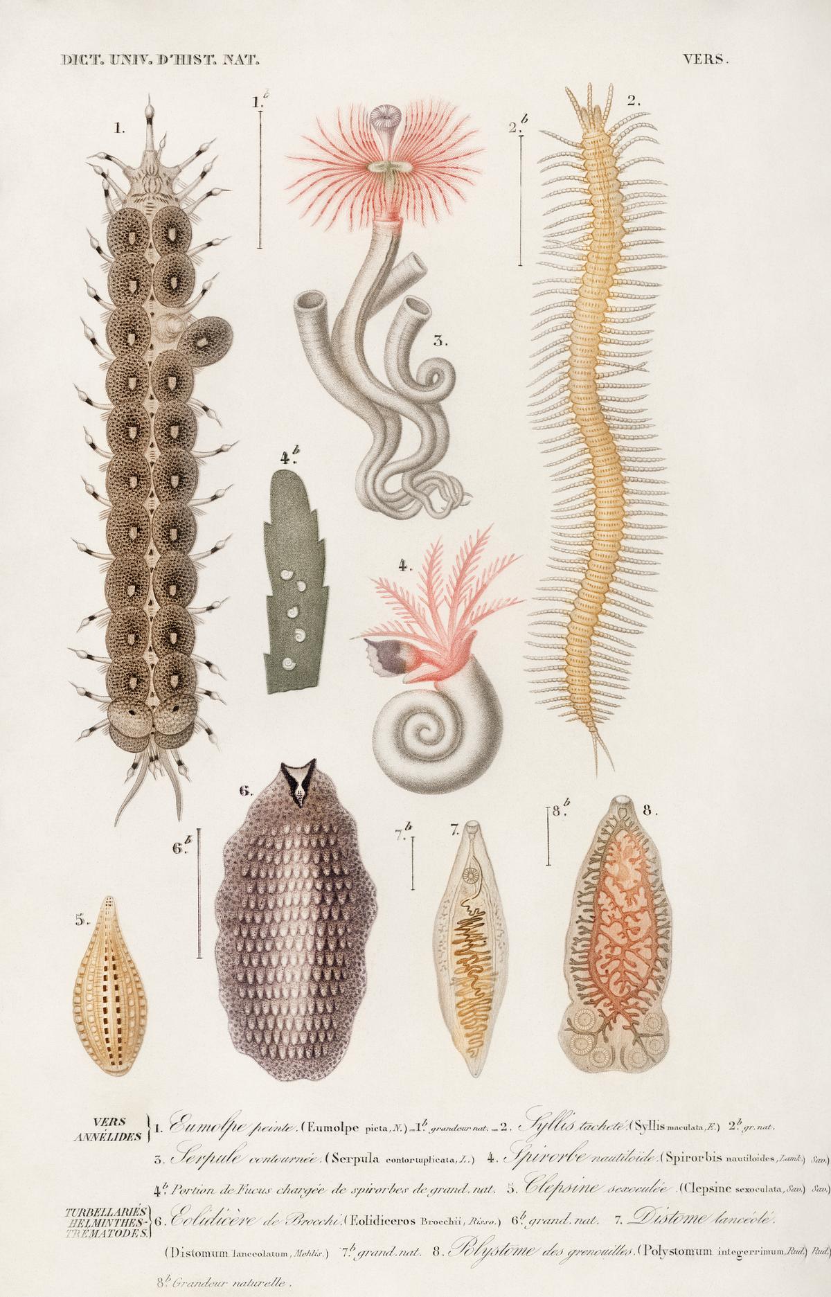 Different types of marine life illustrated by.. | Free public domain