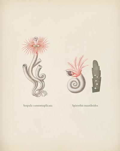 Vintage Illustration of Morning-glory (Pharbi.. | Royalty free stock