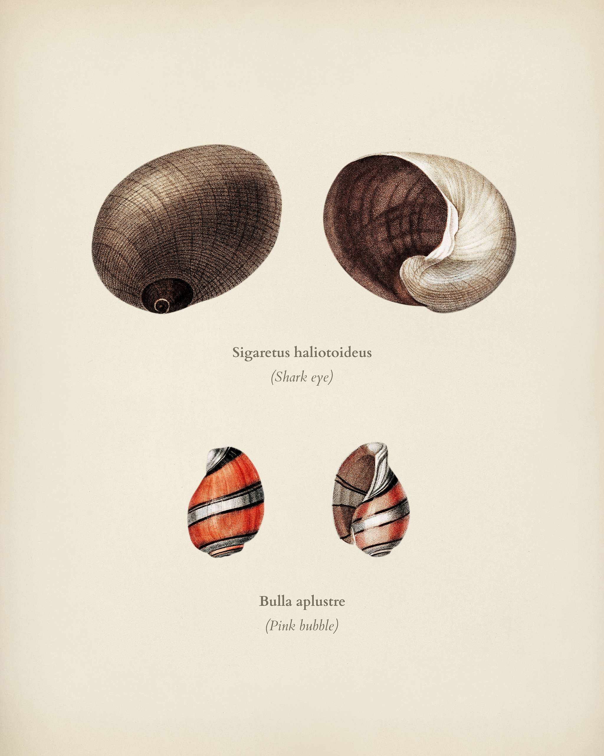 Shark eye (Sigaretus haliotoideus) and Pink bubble (Bulla aplustre) illustrated by Charles Dessalines D' Orbigny (1806-... Shark eye (Sigaretus haliotoideus) and Pink bubble (Bulla aplustre) illustrated by Charles Dessalines D' Orbigny (1806-...
