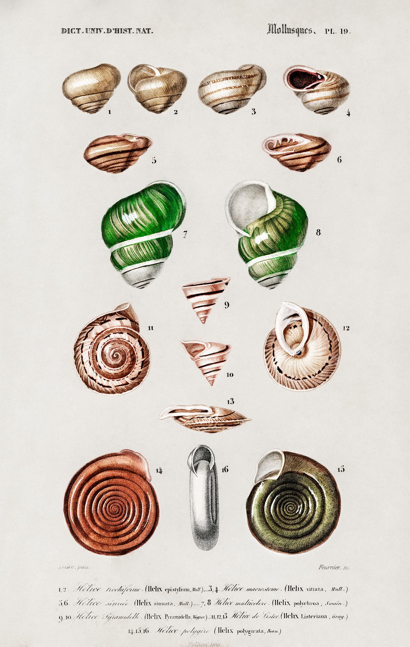 Different types of mollusks illustrated by Charles Dessalines D' Orbigny (1806-1876). Digitally enhanced from our own... Different types of mollusks illustrated by Charles Dessalines D' Orbigny (1806-1876). Digitally enhanced from our own...