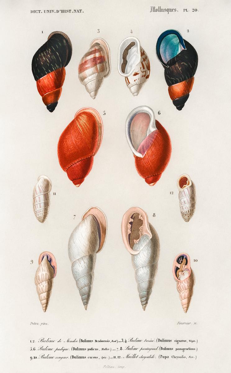 Different types of mollusks illustrated by… | Free public domain illustration Different types of mollusks illustrated by Charles Dessalines D' Orbigny (1806-1876). Digitally enhanced from our own 1892…
