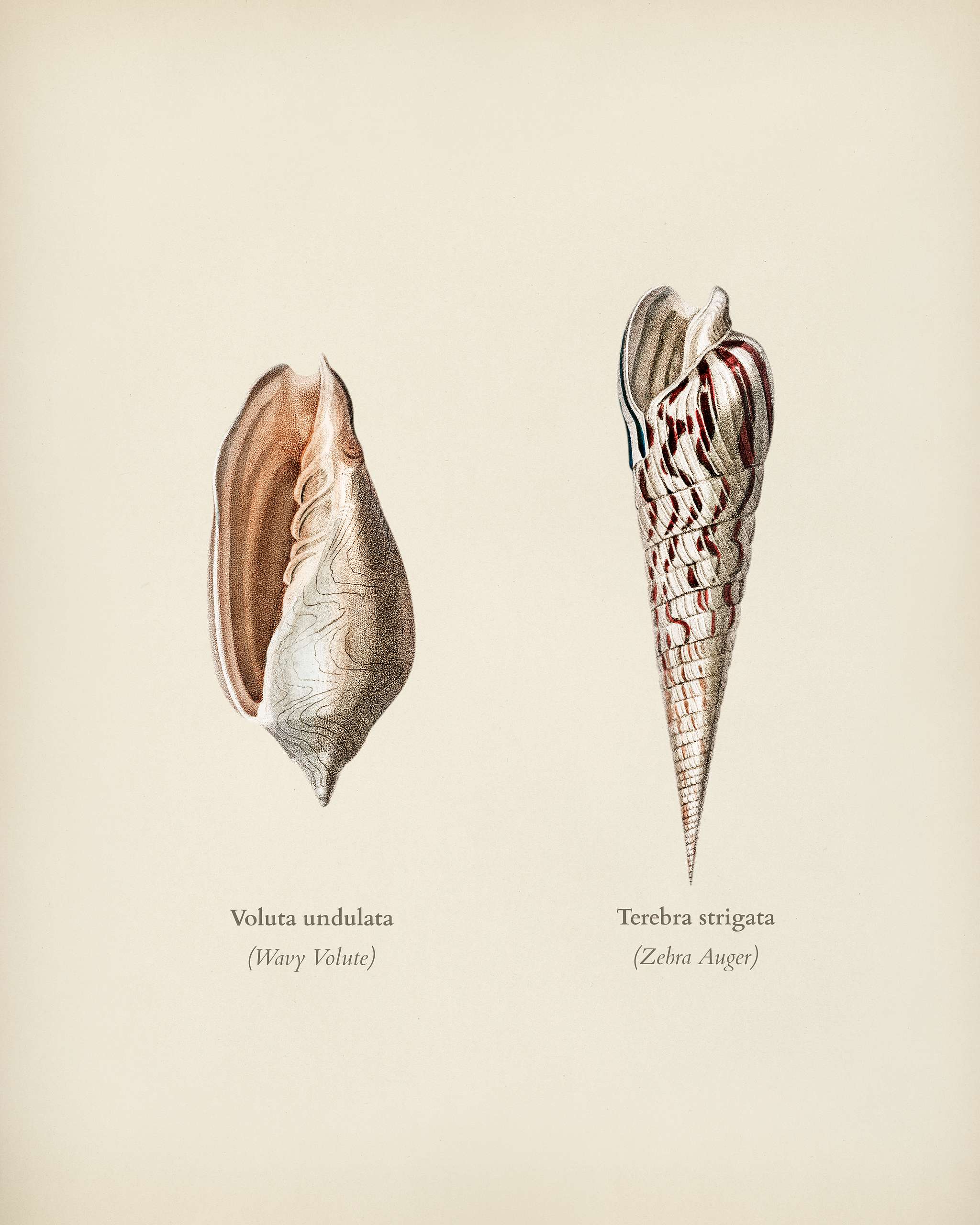Wavy Volute (Voluta undulata) and Zebra Auger (Terebra strigata) illustrated by Charles Dessalines D' Orbigny (1806-1876... Wavy Volute (Voluta undulata) and Zebra Auger (Terebra strigata) illustrated by Charles Dessalines D' Orbigny (1806-1876...
