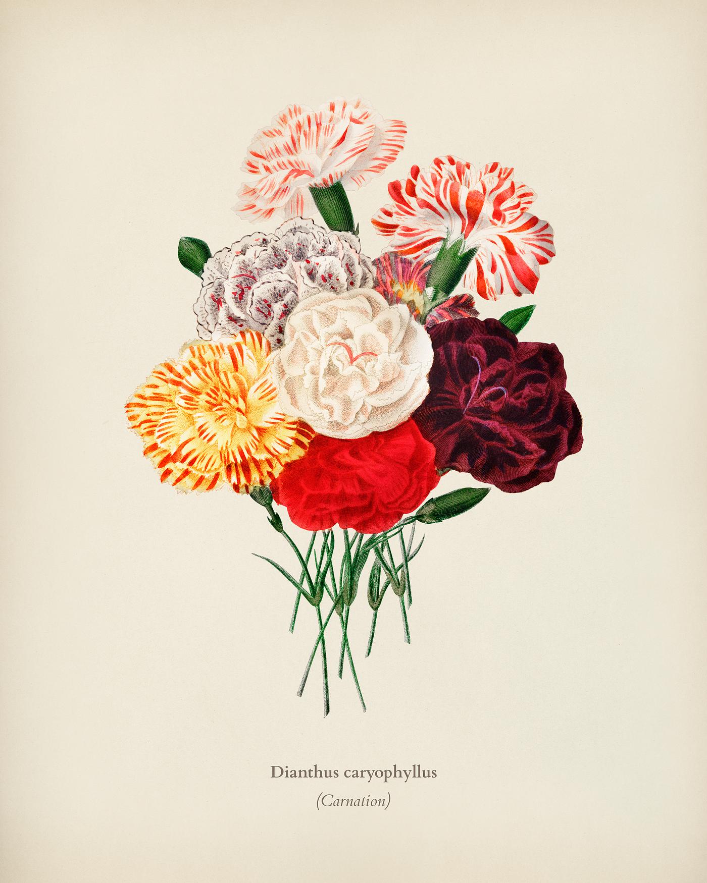 Carnation (Dianthus caryophyllus) illustrated by Charles Dessalines D' Orbigny (1806-1876). Digitally enhanced from our... Carnation (Dianthus caryophyllus) illustrated by Charles Dessalines D' Orbigny (1806-1876). Digitally enhanced from our...