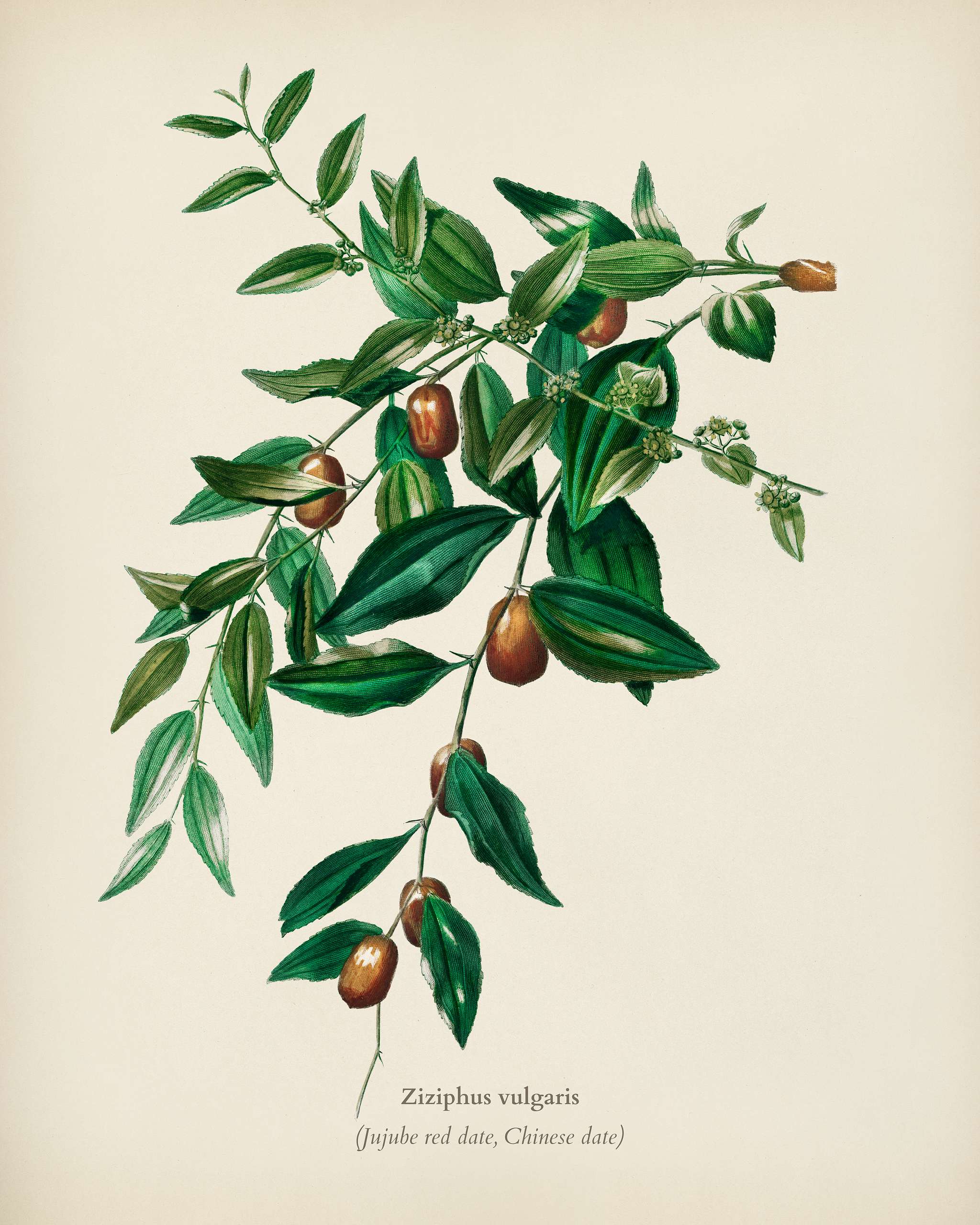 Jujube red date (Ziziphus vulgaris) illustrated by Charles Dessalines D' Orbigny (1806-1876). Digitally enhanced from... Jujube red date (Ziziphus vulgaris) illustrated by Charles Dessalines D' Orbigny (1806-1876). Digitally enhanced from...