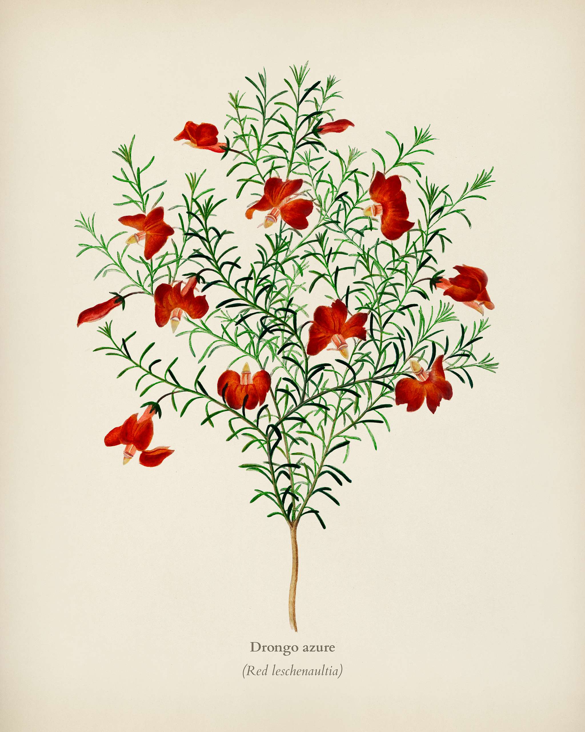 Red leschenaultia (Lechenaultia formosa) illustrated by Charles Dessalines D' Orbigny (1806-1876). Digitally enhanced... Red leschenaultia (Lechenaultia formosa) illustrated by Charles Dessalines D' Orbigny (1806-1876). Digitally enhanced...
