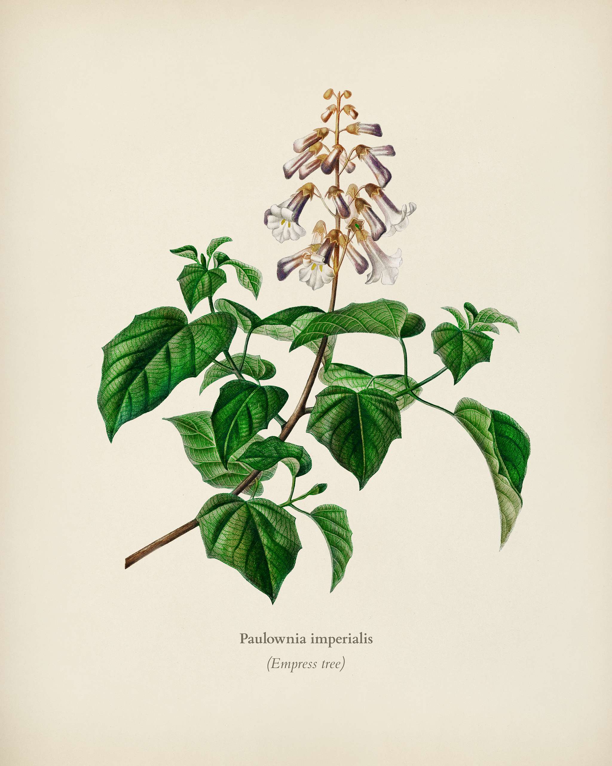 Empress tree (Paulownia imperialis) illustrated by Charles Dessalines D' Orbigny (1806-1876). Digitally enhanced from... Empress tree (Paulownia imperialis) illustrated by Charles Dessalines D' Orbigny (1806-1876). Digitally enhanced from...