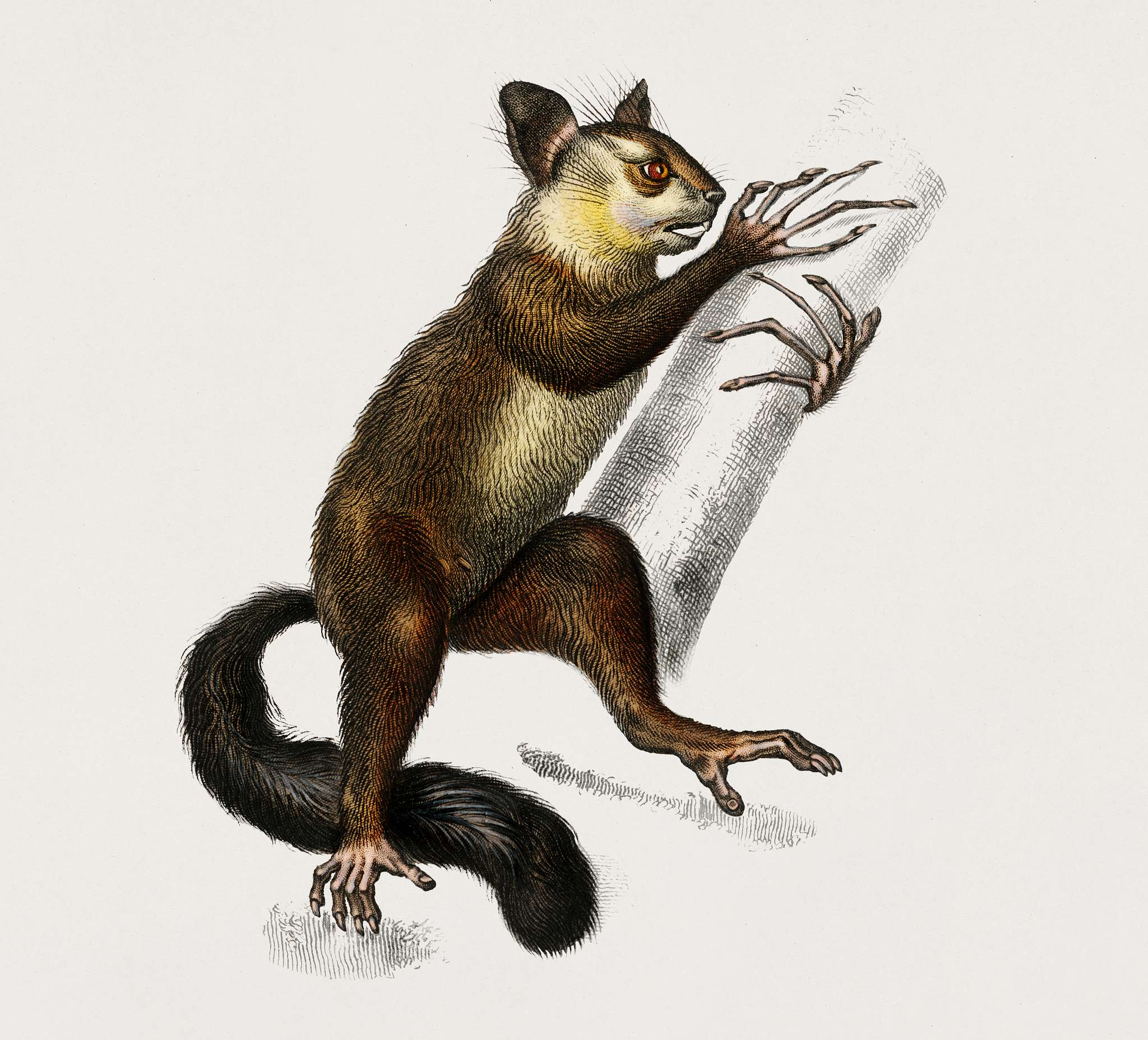 Aye-aye (Cheiromys madagascariensis) illustrated by Charles Dessalines D' Orbigny (1806-1876). Digitally enhanced from... Aye-aye (Cheiromys madagascariensis) illustrated by Charles Dessalines D' Orbigny (1806-1876). Digitally enhanced from...