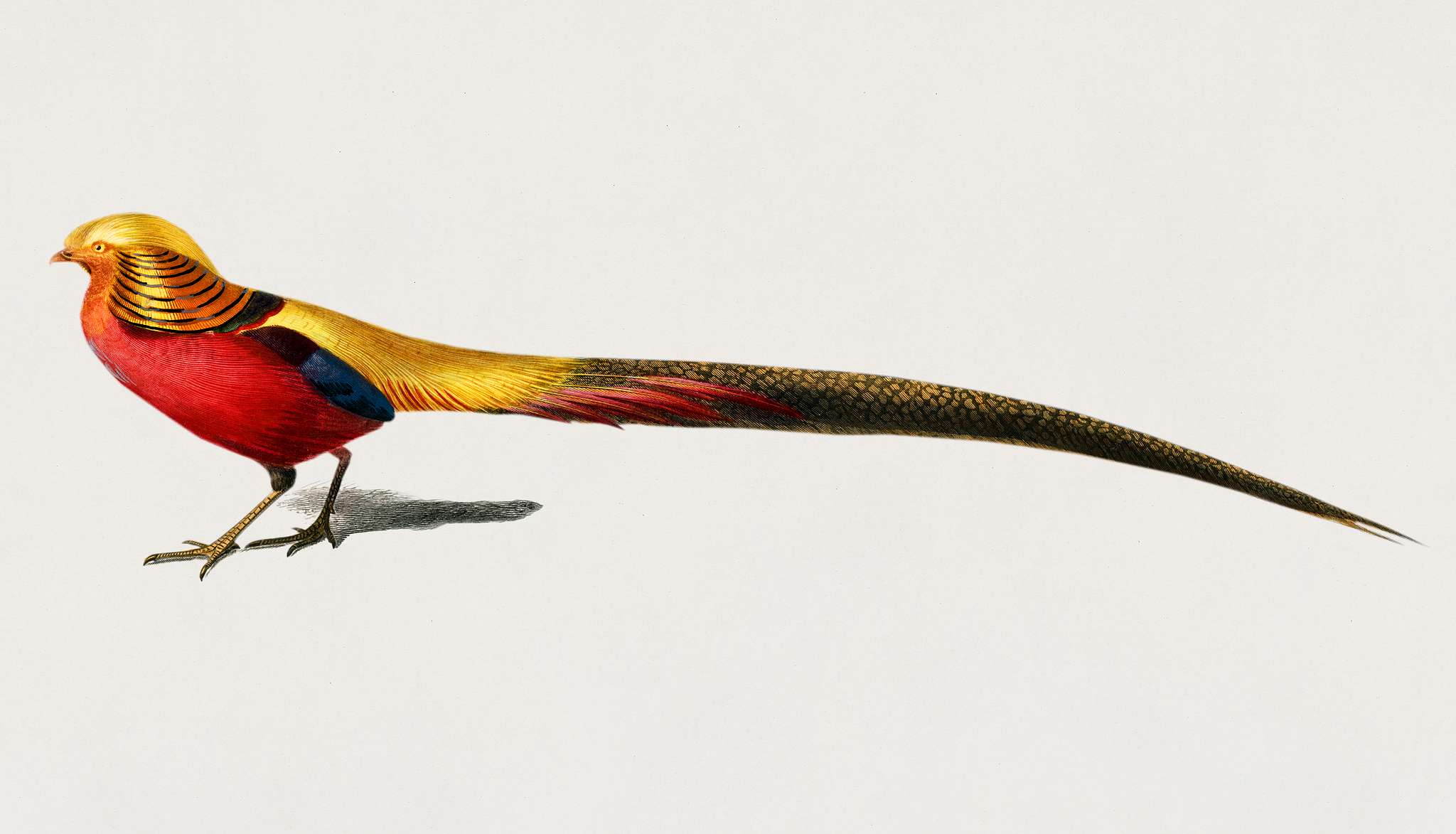 Male golden pheasant (Phasianus pictus) illustrated by Charles Dessalines D' Orbigny (1806-1876). Digitally enhanced... Male golden pheasant (Phasianus pictus) illustrated by Charles Dessalines D' Orbigny (1806-1876). Digitally enhanced...