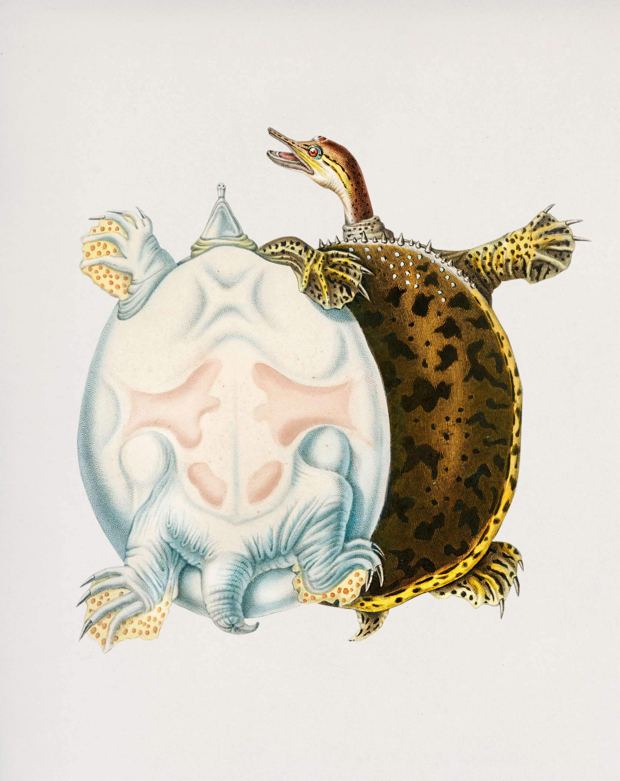 Spiny softshell turtle (Gymnopus spiniferus) illustrated by Charles Dessalines D' Orbigny (1806-1876). Digitally... Spiny softshell turtle (Gymnopus spiniferus) illustrated by Charles Dessalines D' Orbigny (1806-1876). Digitally...