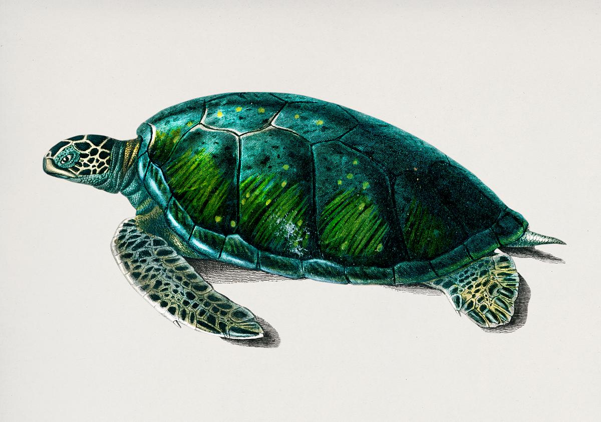 Green Sea Turtle (Chelonia mydus) illustrated… | Royalty free stock psd mockup | High Resolution design Green Sea Turtle (Chelonia mydus) illustrated by Charles Dessalines D' Orbigny (1806-1876). Digitally enhanced from our own…