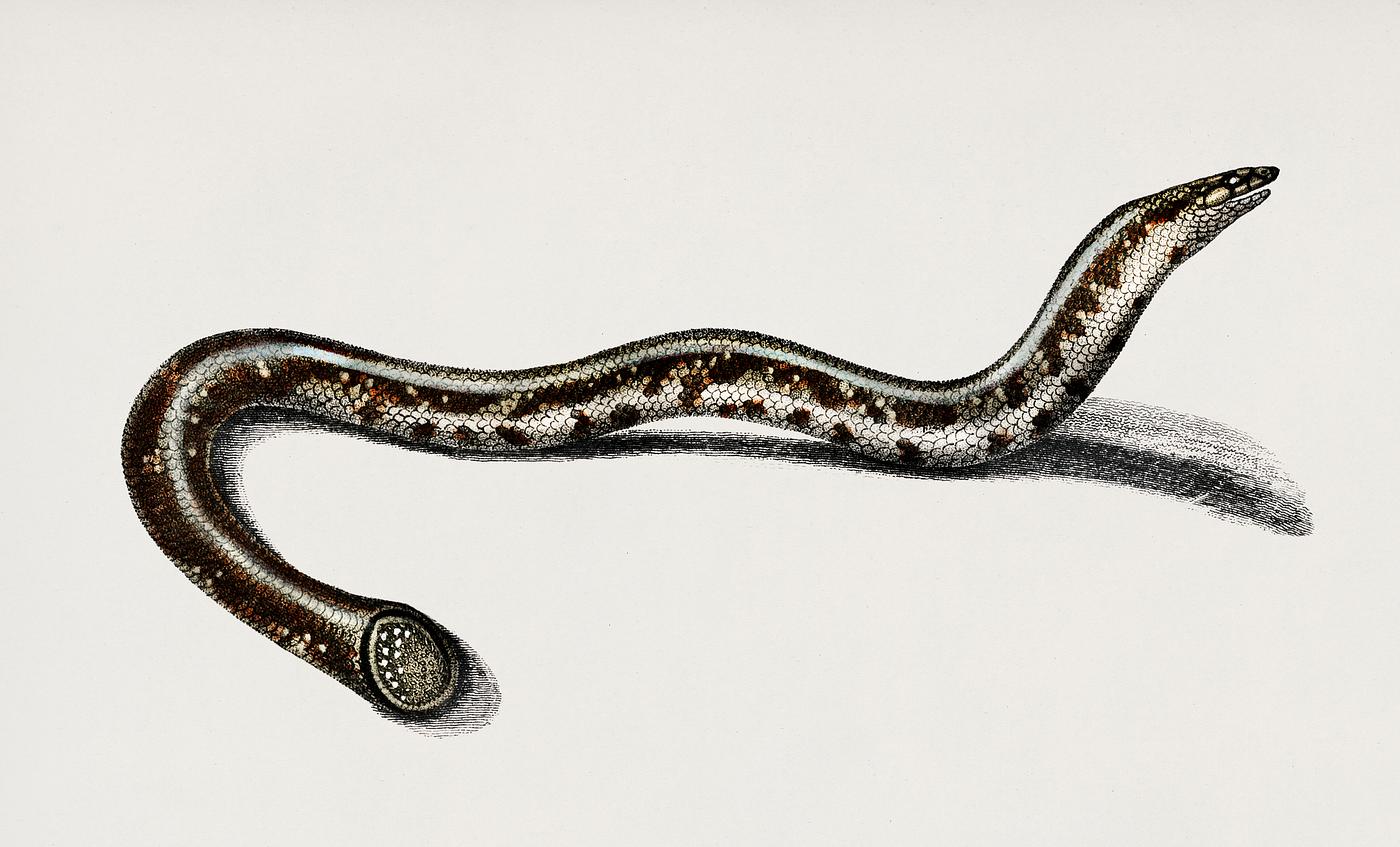 Blind snakes (Typhlops lumbricalis) illustrated by Charles Dessalines D' Orbigny (1806-1876). Digitally enhanced from... Blind snakes (Typhlops lumbricalis) illustrated by Charles Dessalines D' Orbigny (1806-1876). Digitally enhanced from...