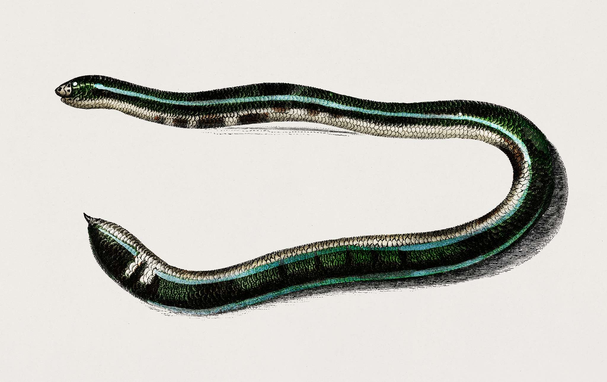 Shield tail snakes (Vropeltis Philippinus) illustrated by Charles Dessalines D' Orbigny (1806-1876). Digitally enhanced... Shield tail snakes (Vropeltis Philippinus) illustrated by Charles Dessalines D' Orbigny (1806-1876). Digitally enhanced...