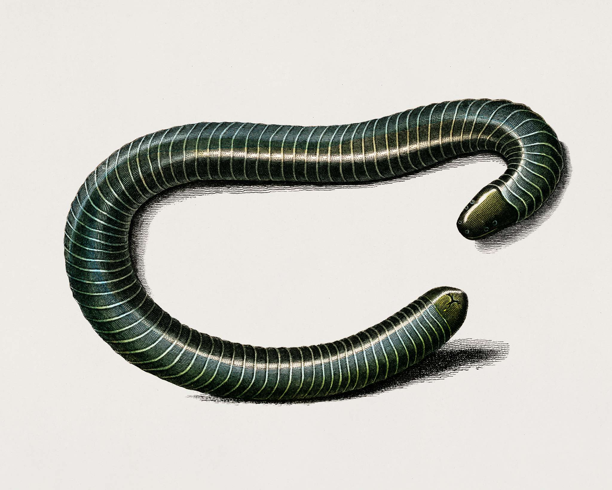 Ringed caecilian (Siphonops annulatus) illustrated by Charles Dessalines D' Orbigny (1806-1876). Digitally enhanced from... Ringed caecilian (Siphonops annulatus) illustrated by Charles Dessalines D' Orbigny (1806-1876). Digitally enhanced from...