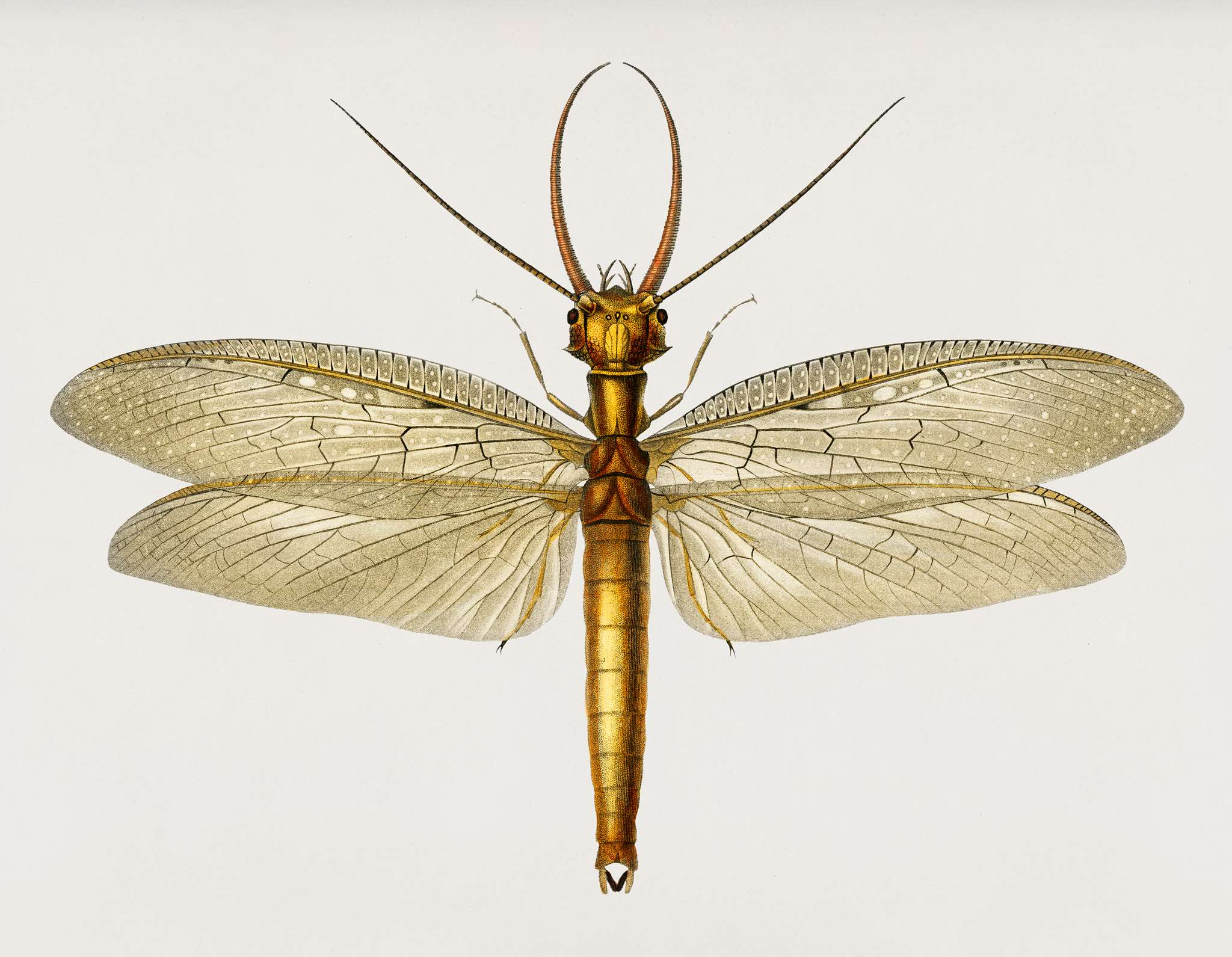 Eastern dobsonfly (Corydalus cornutus) illustrated by Charles Dessalines D' Orbigny (1806-1876). Digitally enhanced from... Eastern dobsonfly (Corydalus cornutus) illustrated by Charles Dessalines D' Orbigny (1806-1876). Digitally enhanced from...