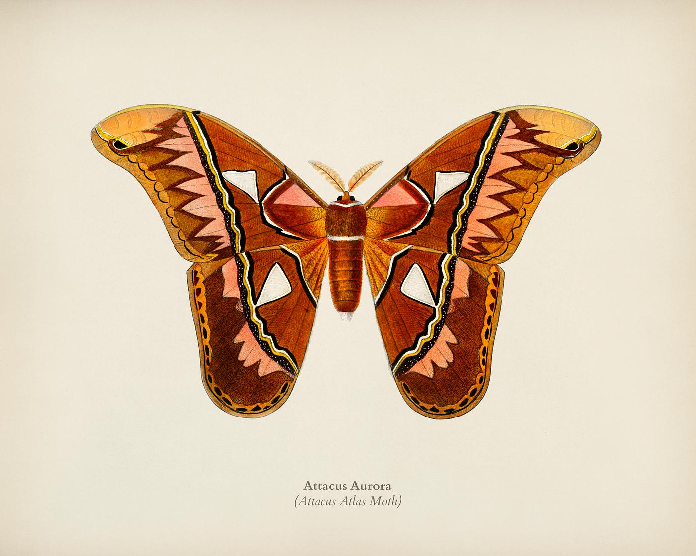 Attacus Atlas Moth (Attacus Aurora) illustrated by Charles Dessalines D' Orbigny (1806-1876). Digitally enhanced from... Attacus Atlas Moth (Attacus Aurora) illustrated by Charles Dessalines D' Orbigny (1806-1876). Digitally enhanced from...