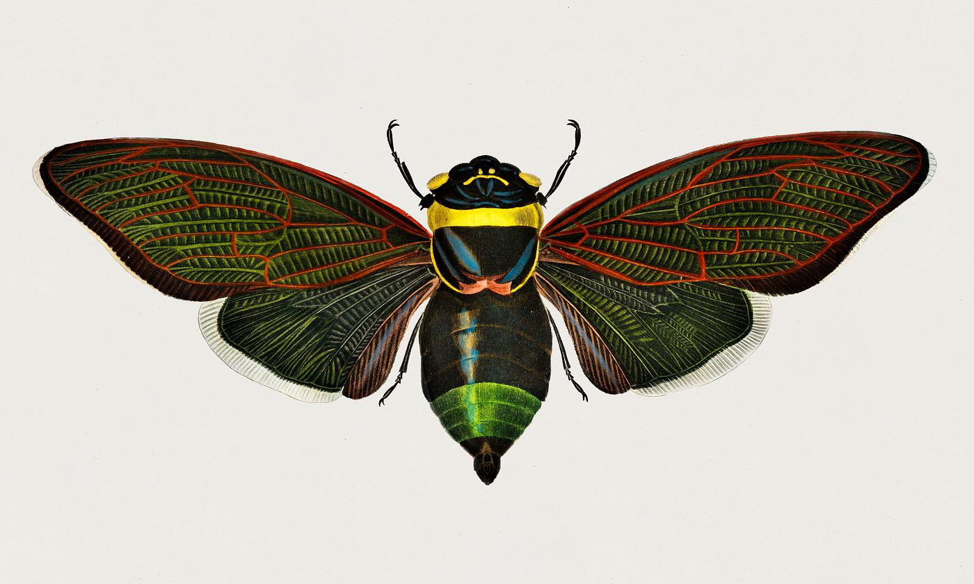 Gian cicada (Cicada speciosa) illustrated by Charles Dessalines D' Orbigny (1806-1876). Digitally enhanced from our own... Gian cicada (Cicada speciosa) illustrated by Charles Dessalines D' Orbigny (1806-1876). Digitally enhanced from our own...