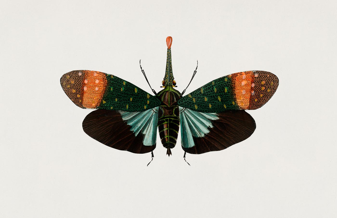 Red nose clown lanternfly (pyrophorus pyrrorhynchus) illustrated by Charles Dessalines D' Orbigny (1806-1876). Digitally... Red nose clown lanternfly (pyrophorus pyrrorhynchus) illustrated by Charles Dessalines D' Orbigny (1806-1876). Digitally...